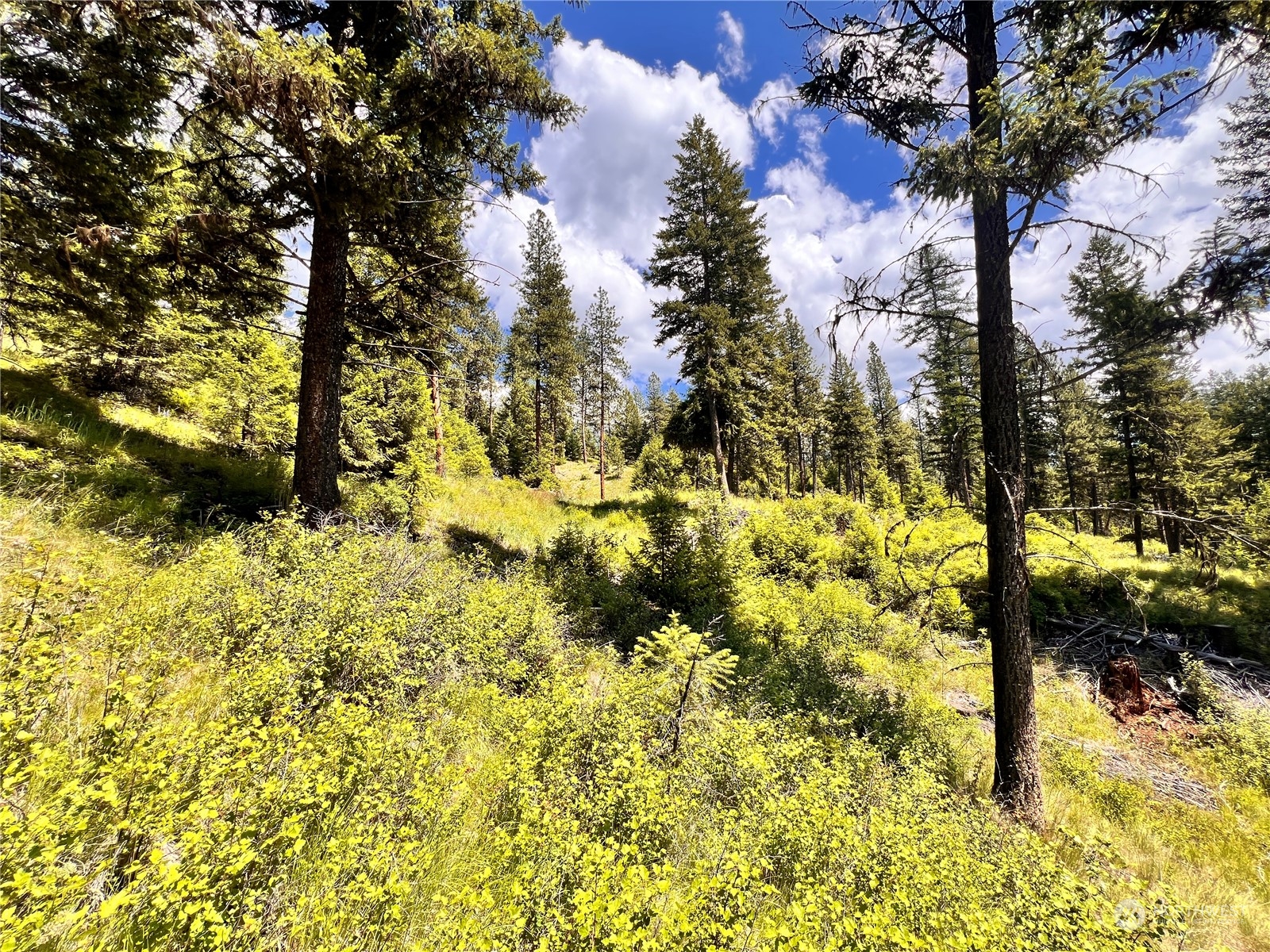 0 Tbd Old Kettle Falls Road Property Photo 17