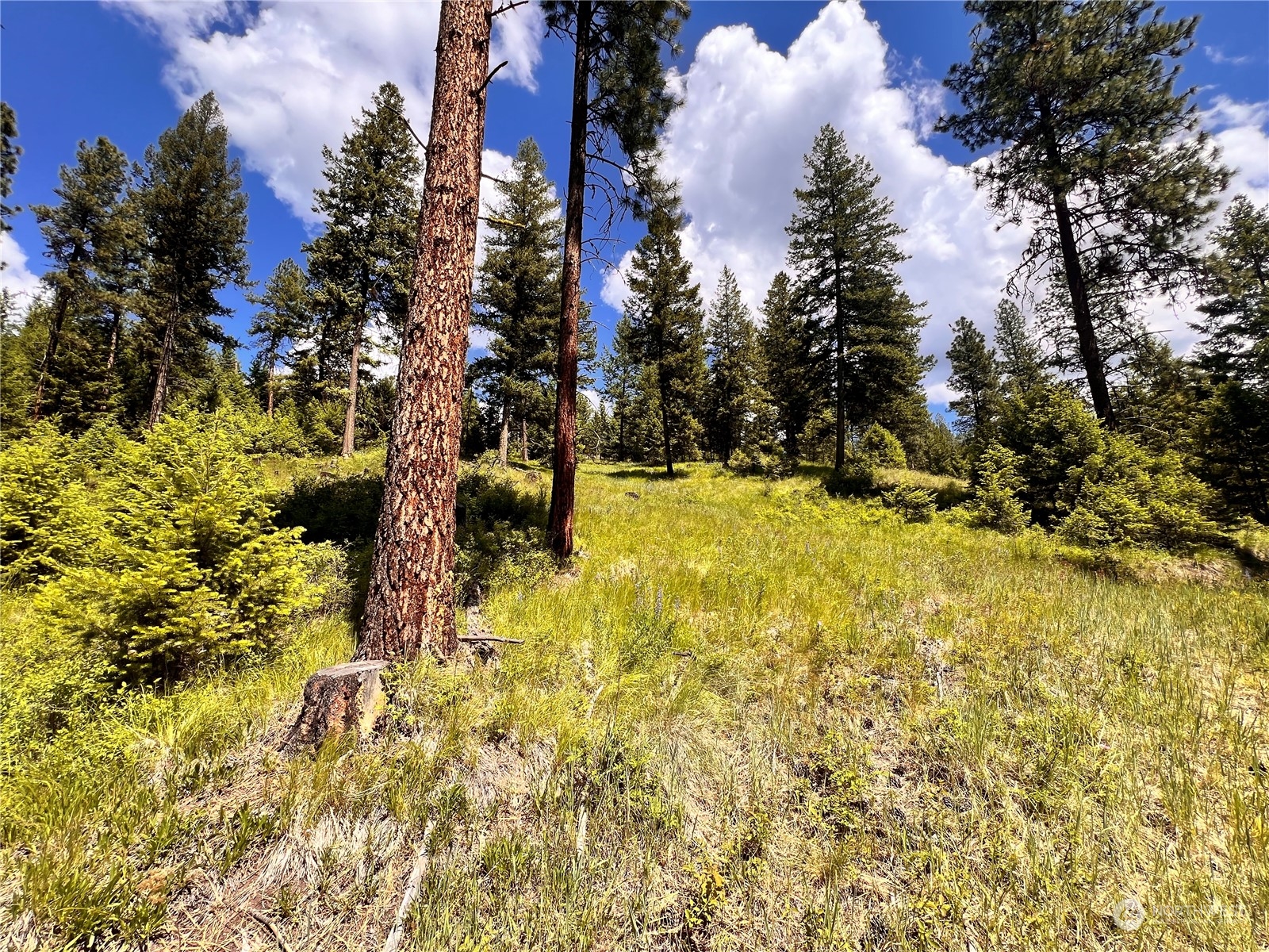 0 Tbd Old Kettle Falls Road Property Photo 23