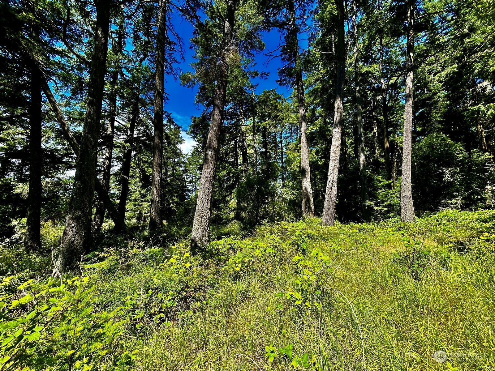 0 Salmonberry Lane Property Photo 4