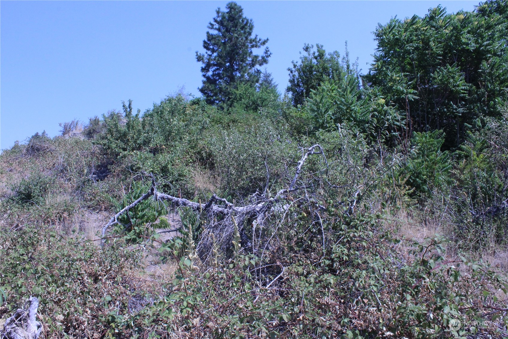 0 Olive Avenue Property Photo 7
