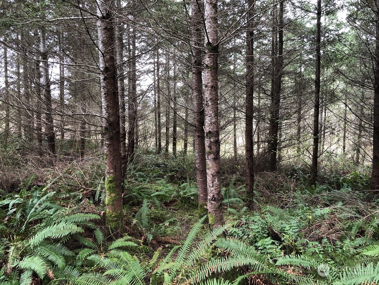 217 Xx Thompson Creek Road Property Photo 5