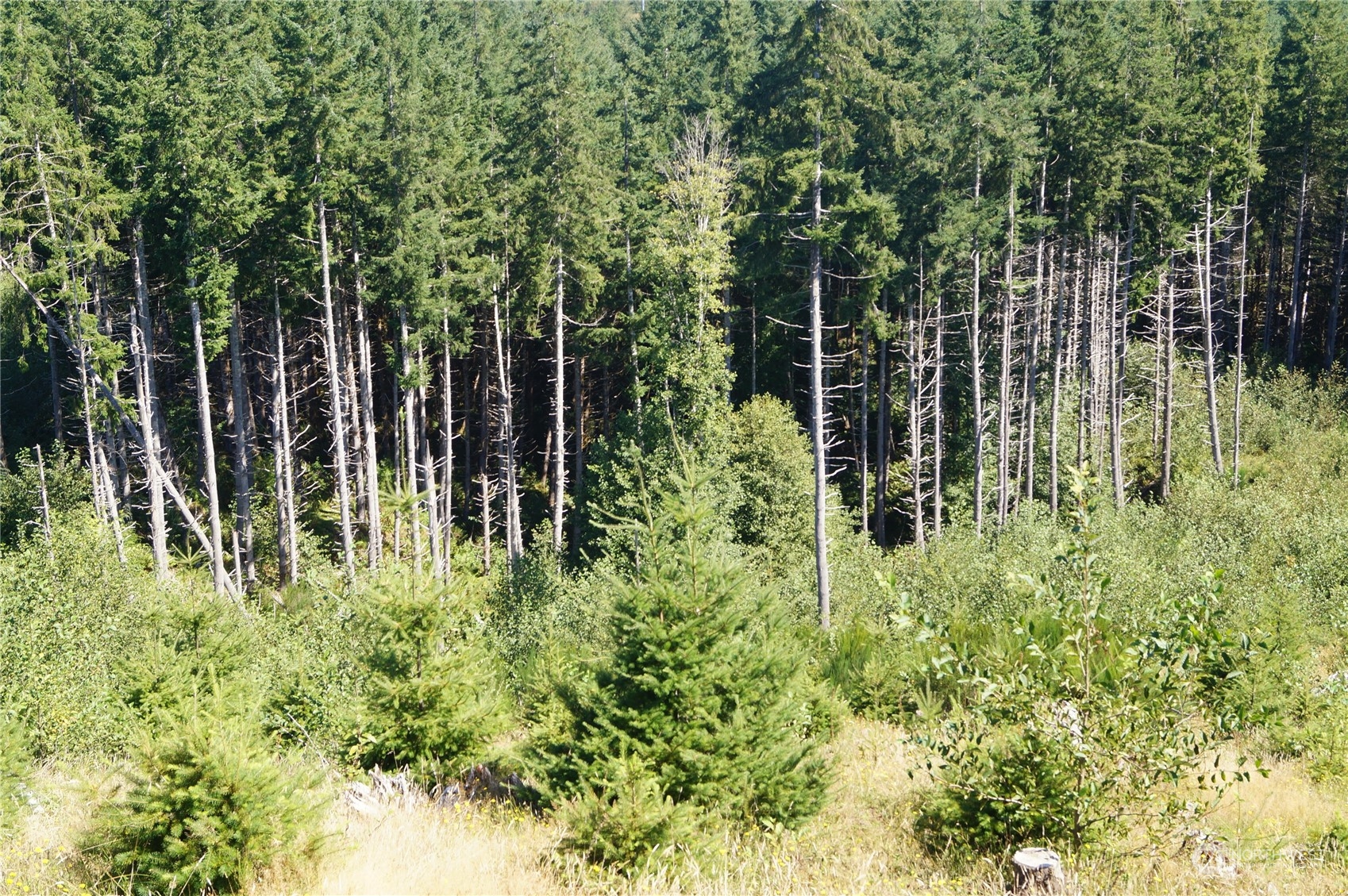 0 Off Of Lund Road Property Photo 9
