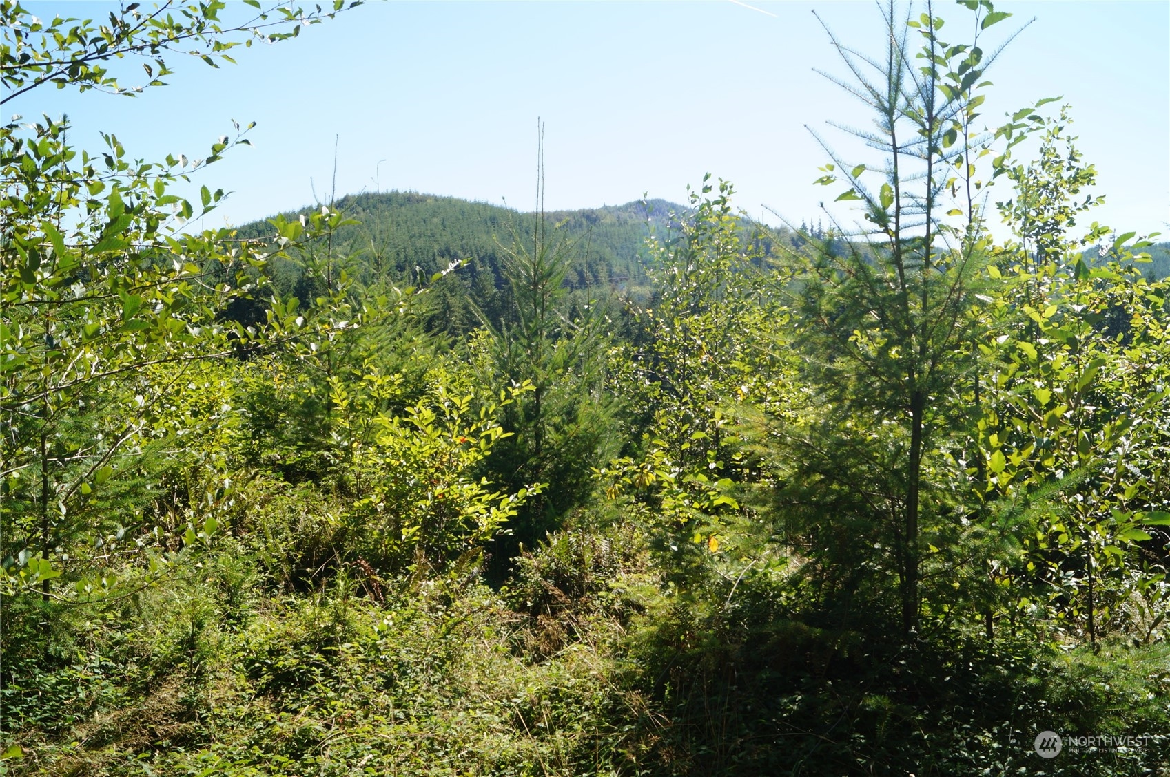 0 Off Of Lund Road Property Photo 12