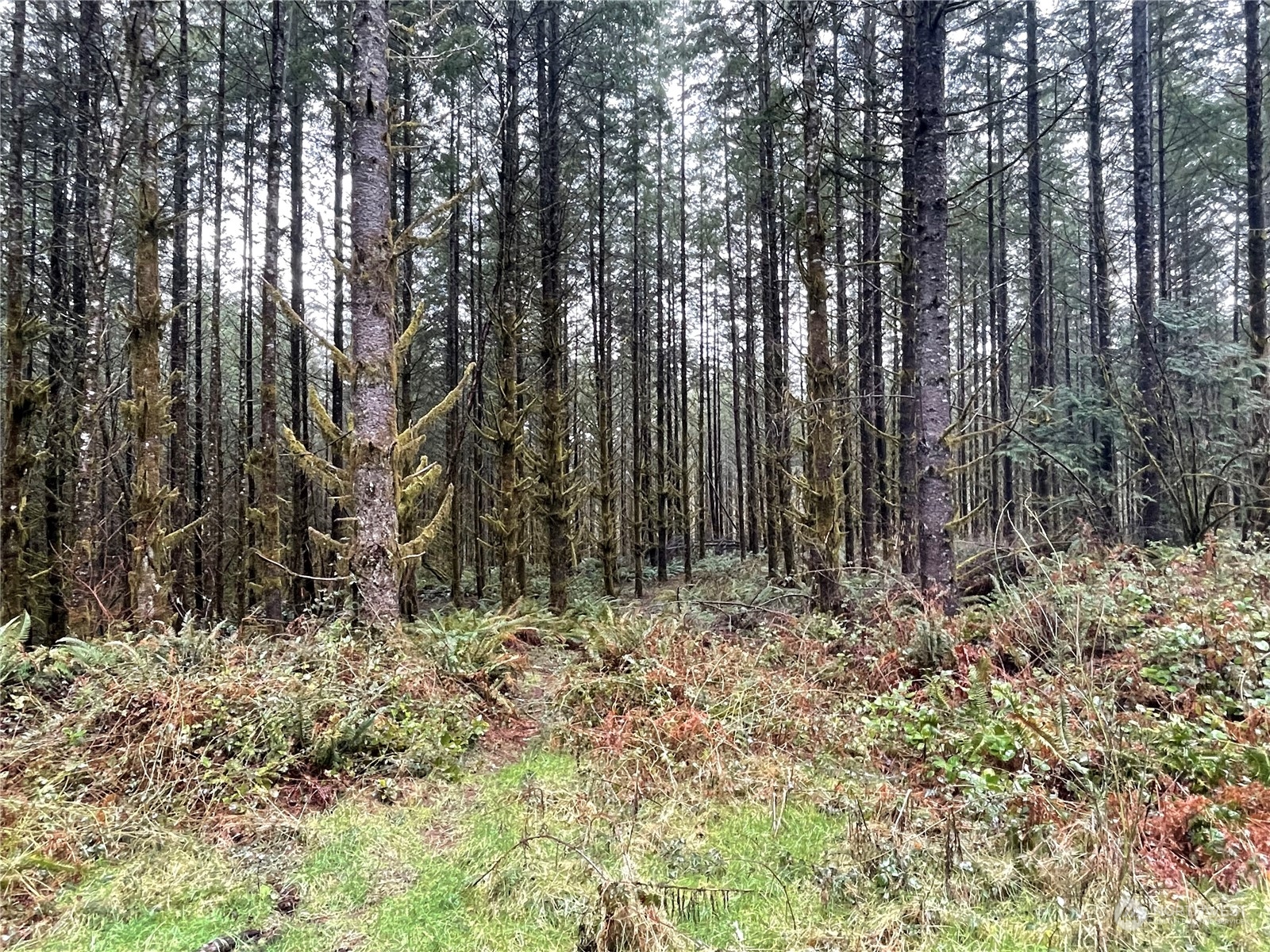 0 Lot A Ne Westerholm Road Property Photo 2