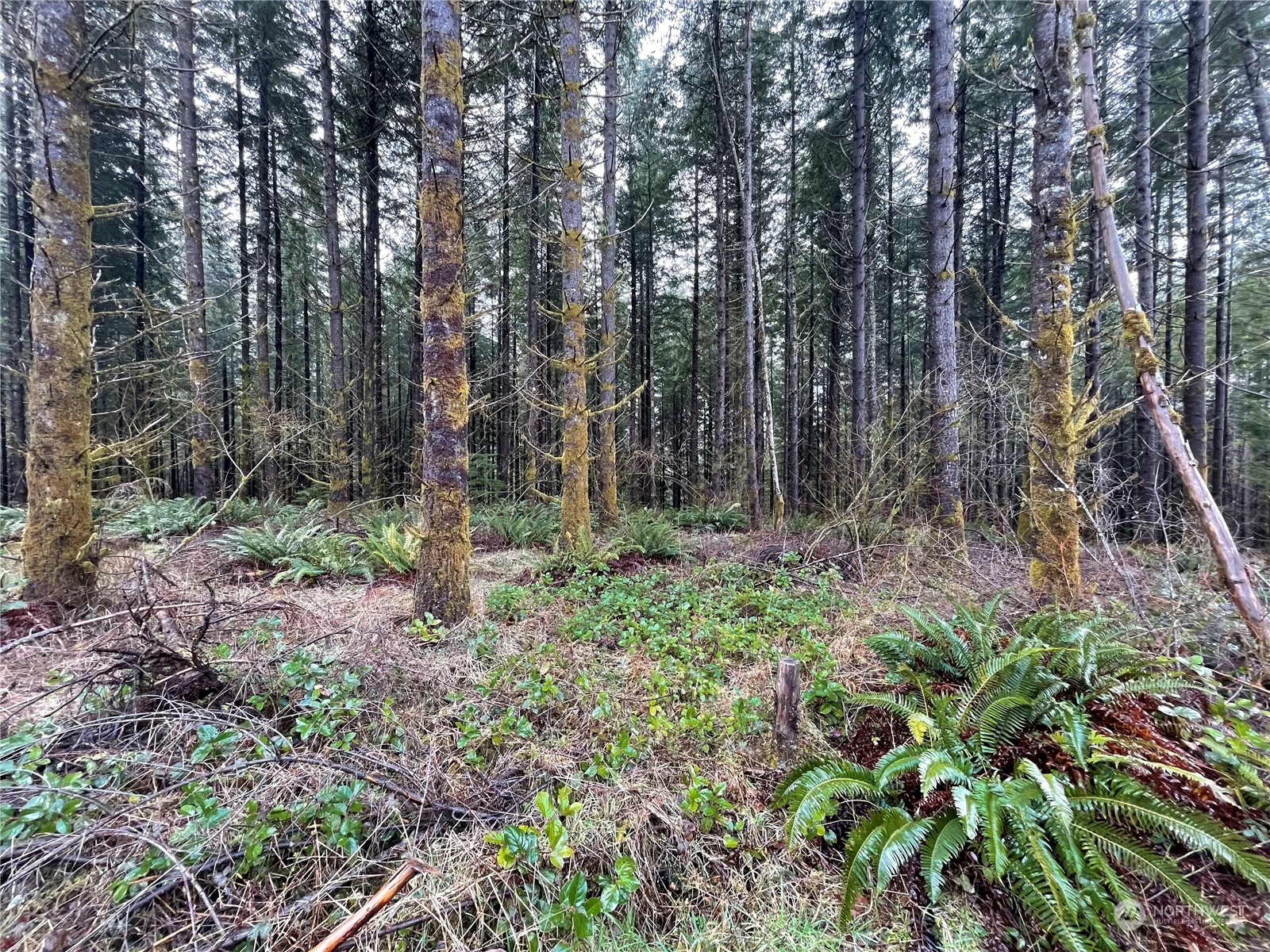 0 Lot A Ne Westerholm Road Property Photo 7