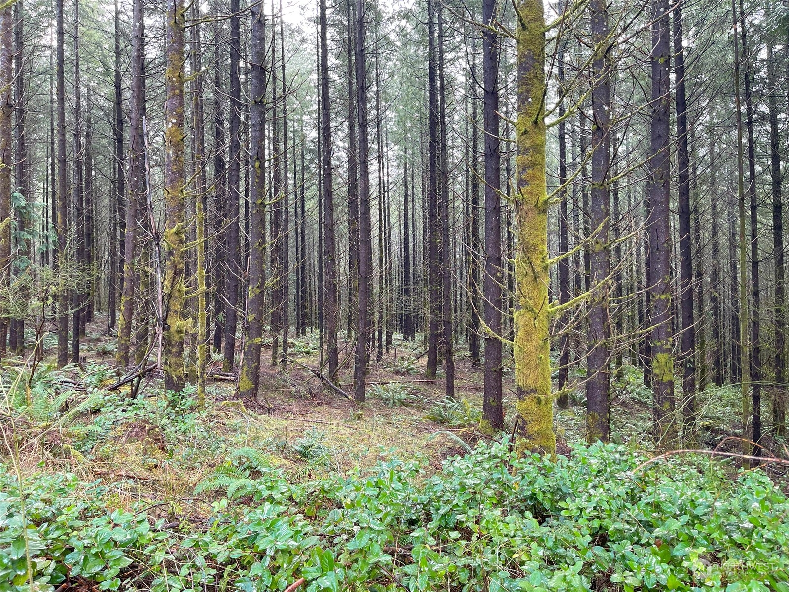 0 Lot A Ne Westerholm Road Property Photo 11