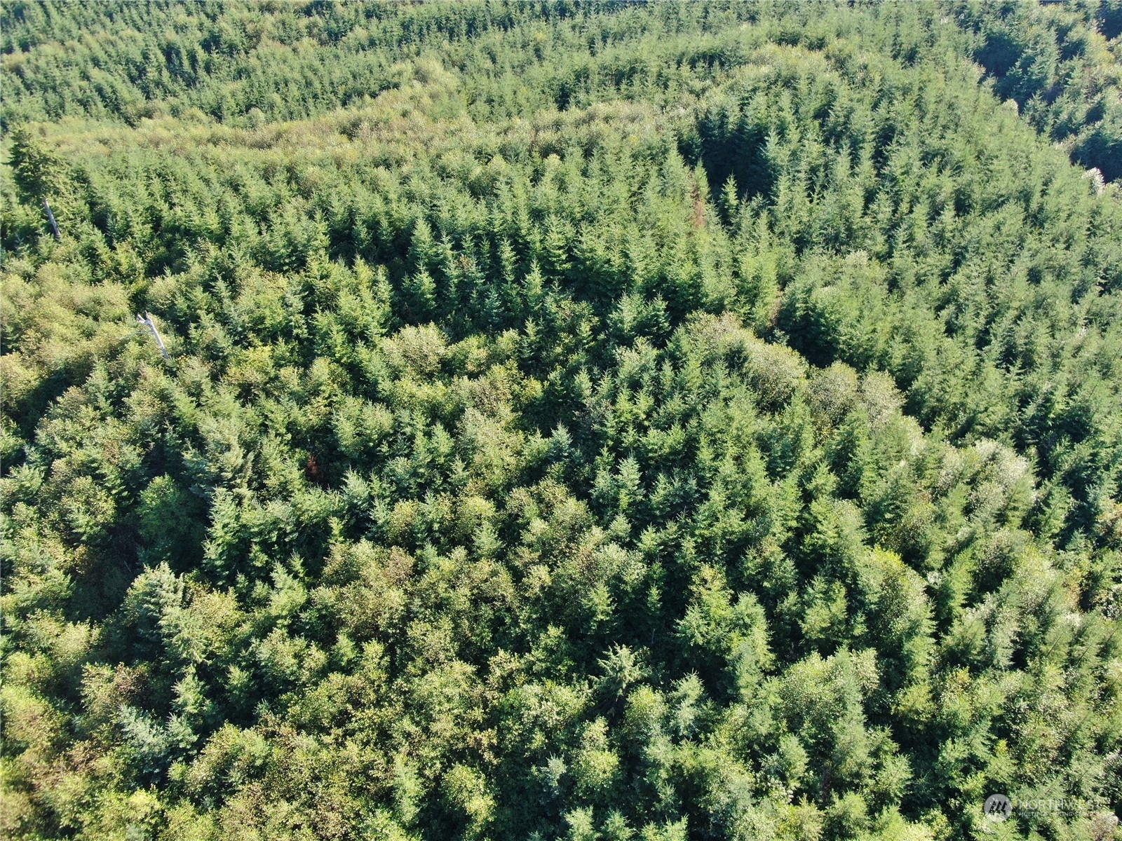 0 Off Of Butte Creek Road Property Photo 2