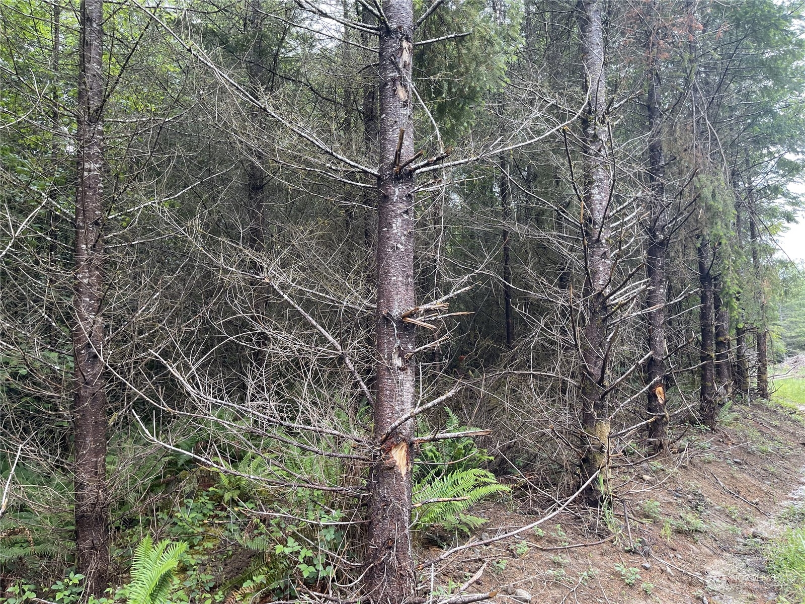 3 Xx Centralia Alpha Road Property Photo 8