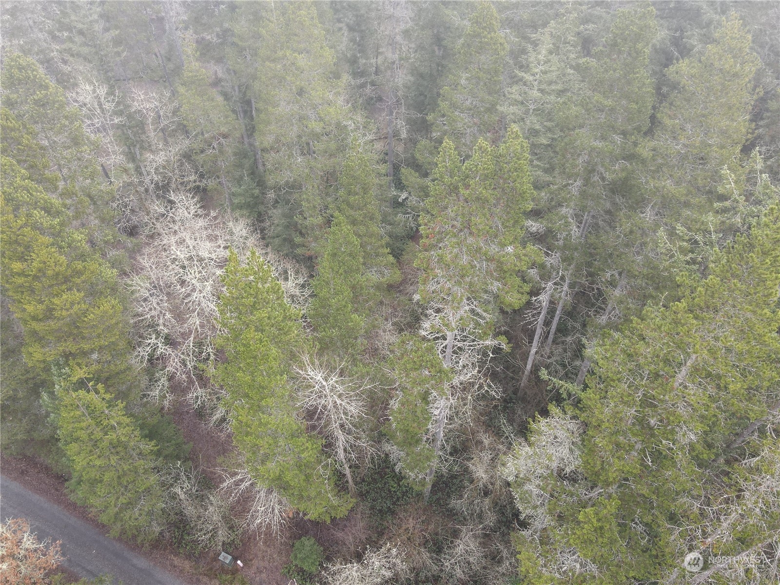 0 Pine Tree Road Property Photo 1