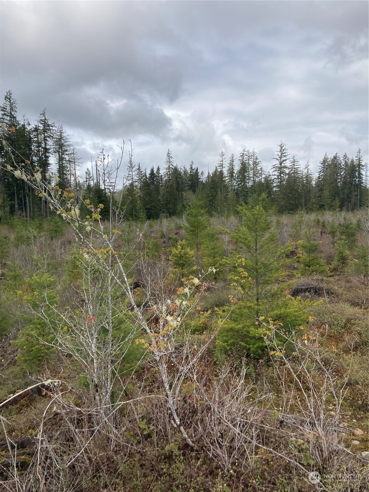 0 East Of Bingham Creek Property Photo 10