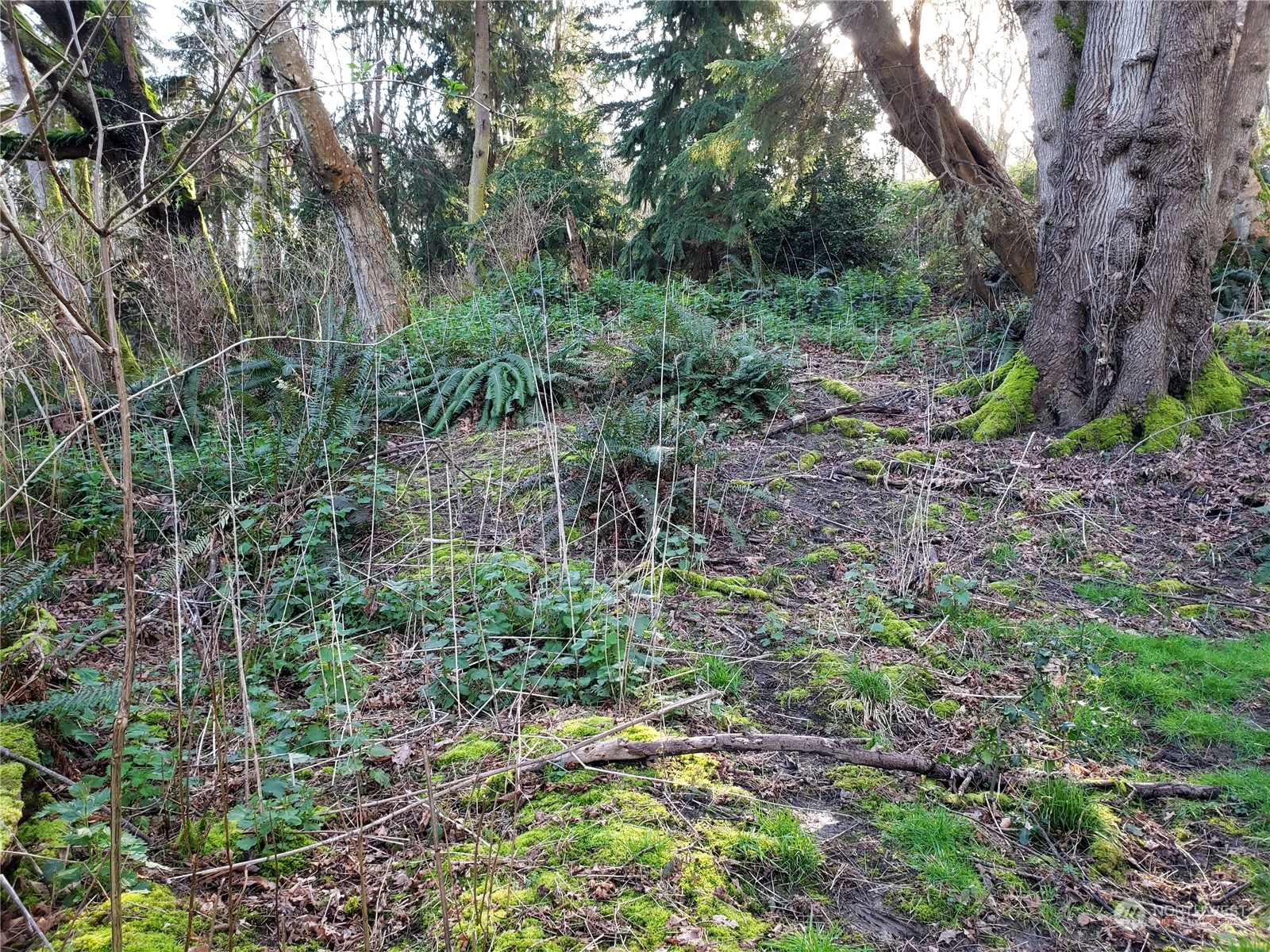 12 Sand Dollar Lane Property Photo 7