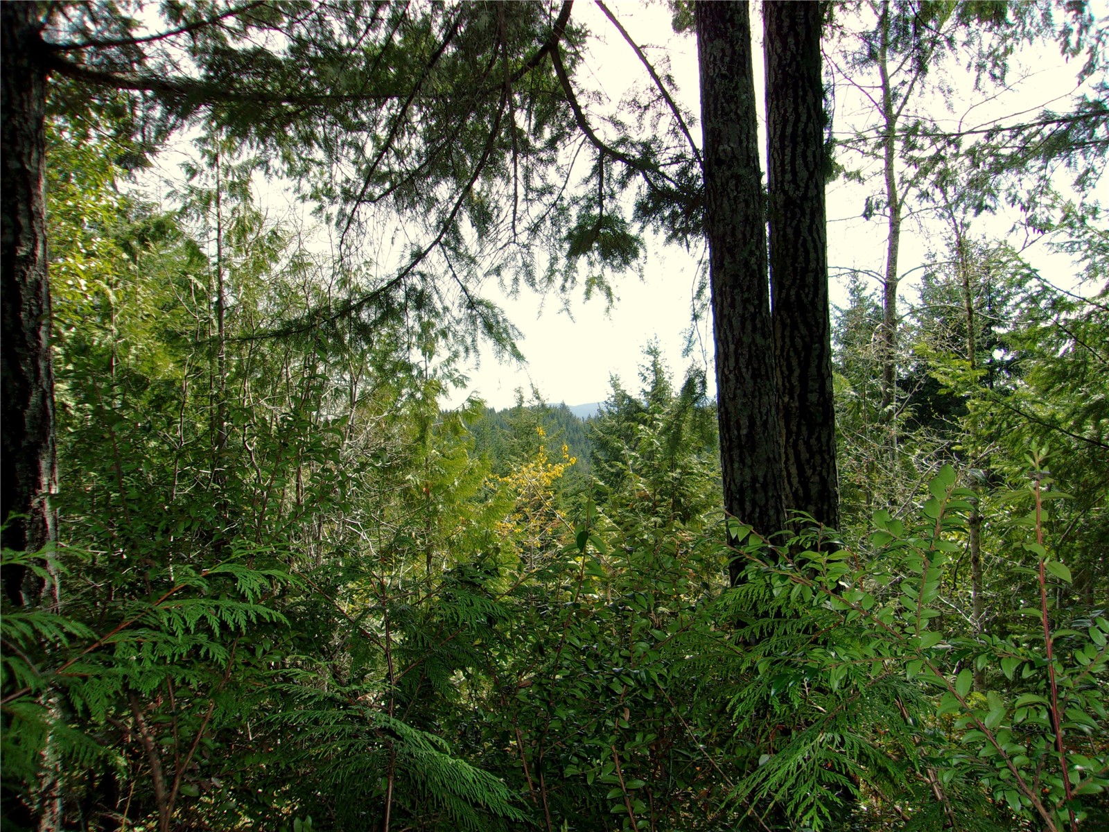 0 Madrona Ridge Drive Property Photo 2