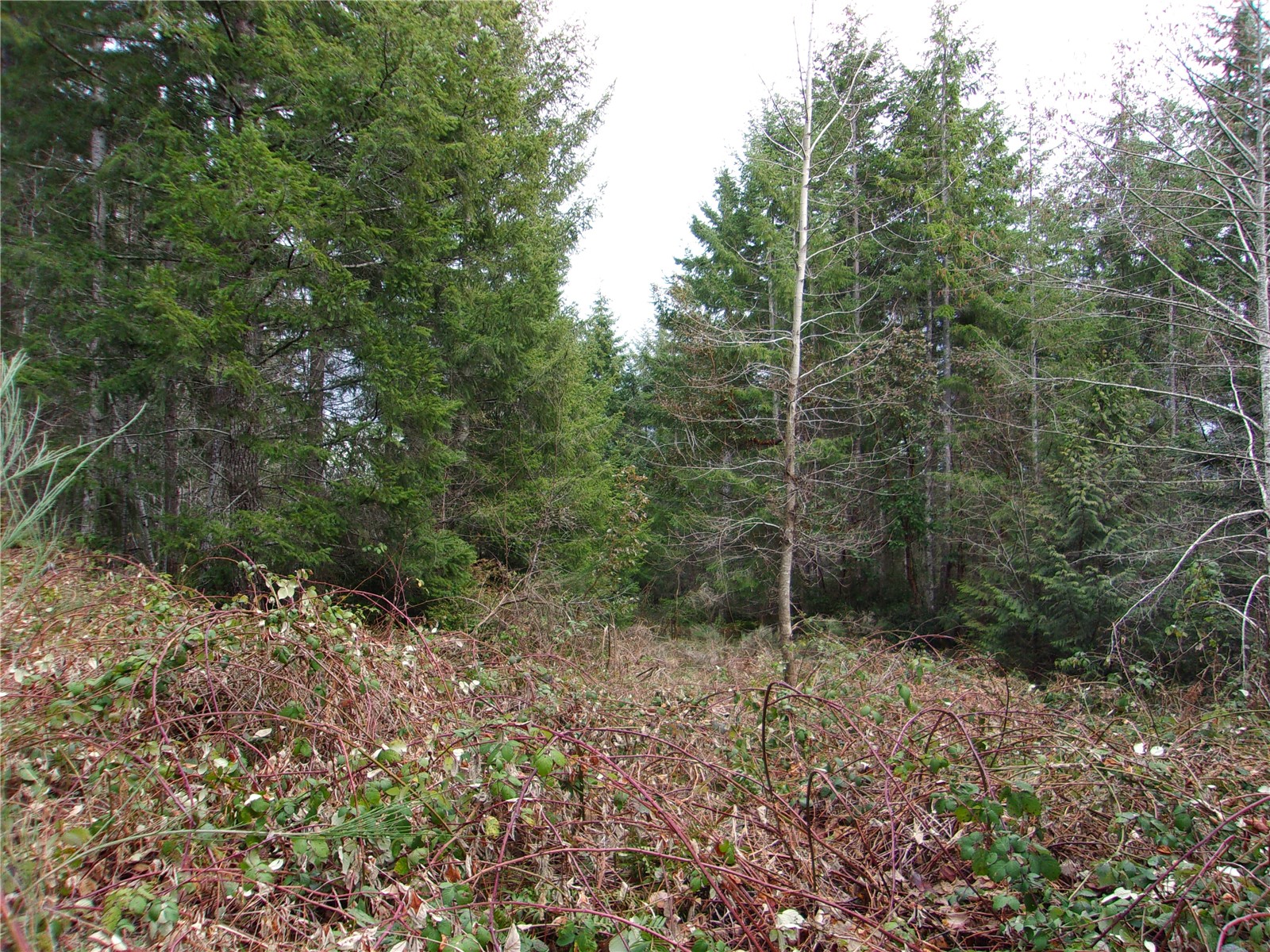 0 Madrona Ridge Drive Property Photo 4