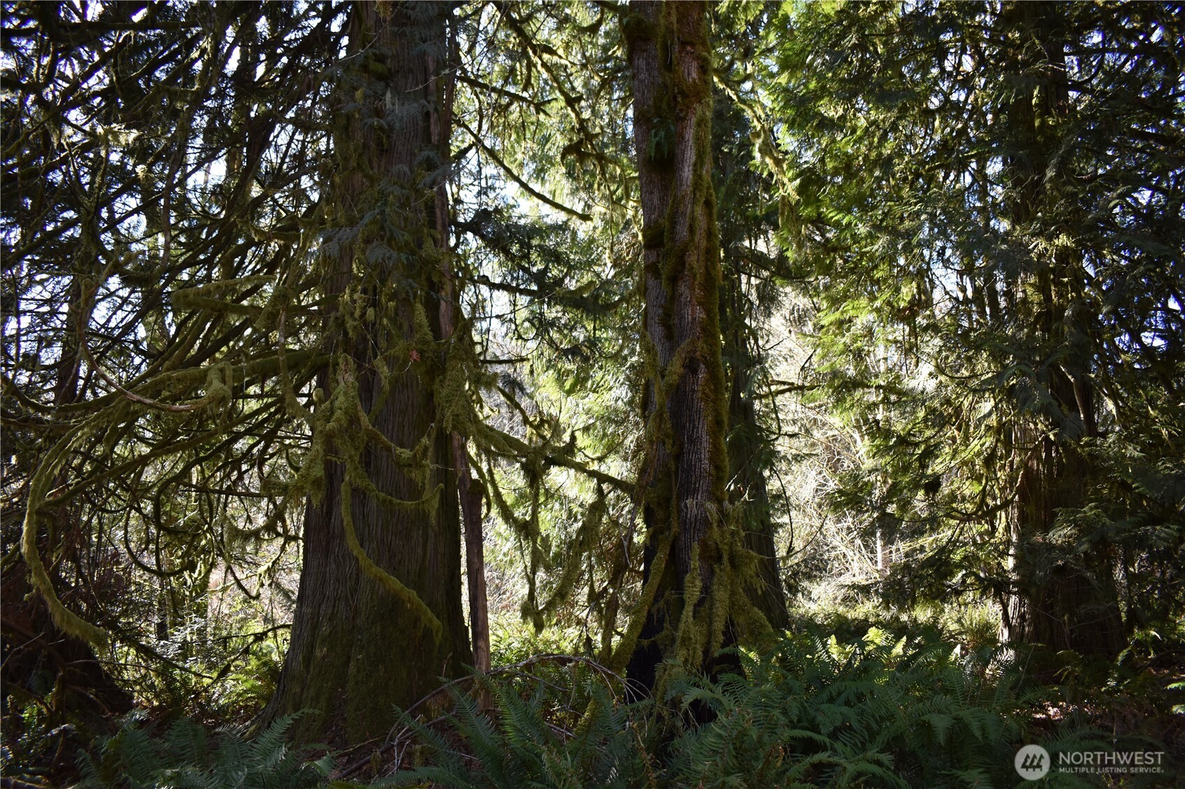 0 105.33 Lincoln Creek Road Property Photo 38