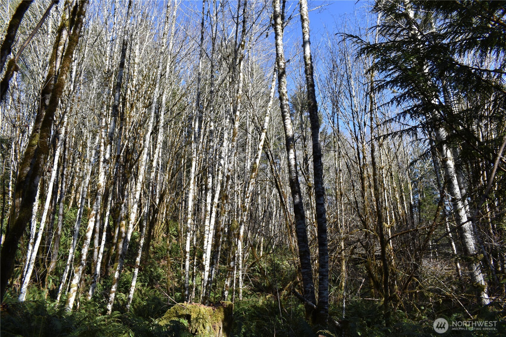 0 105.33 Lincoln Creek Road Property Photo 39