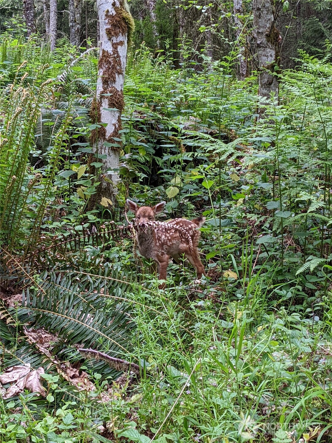 2998 Oak Bay Road Property Photo 5