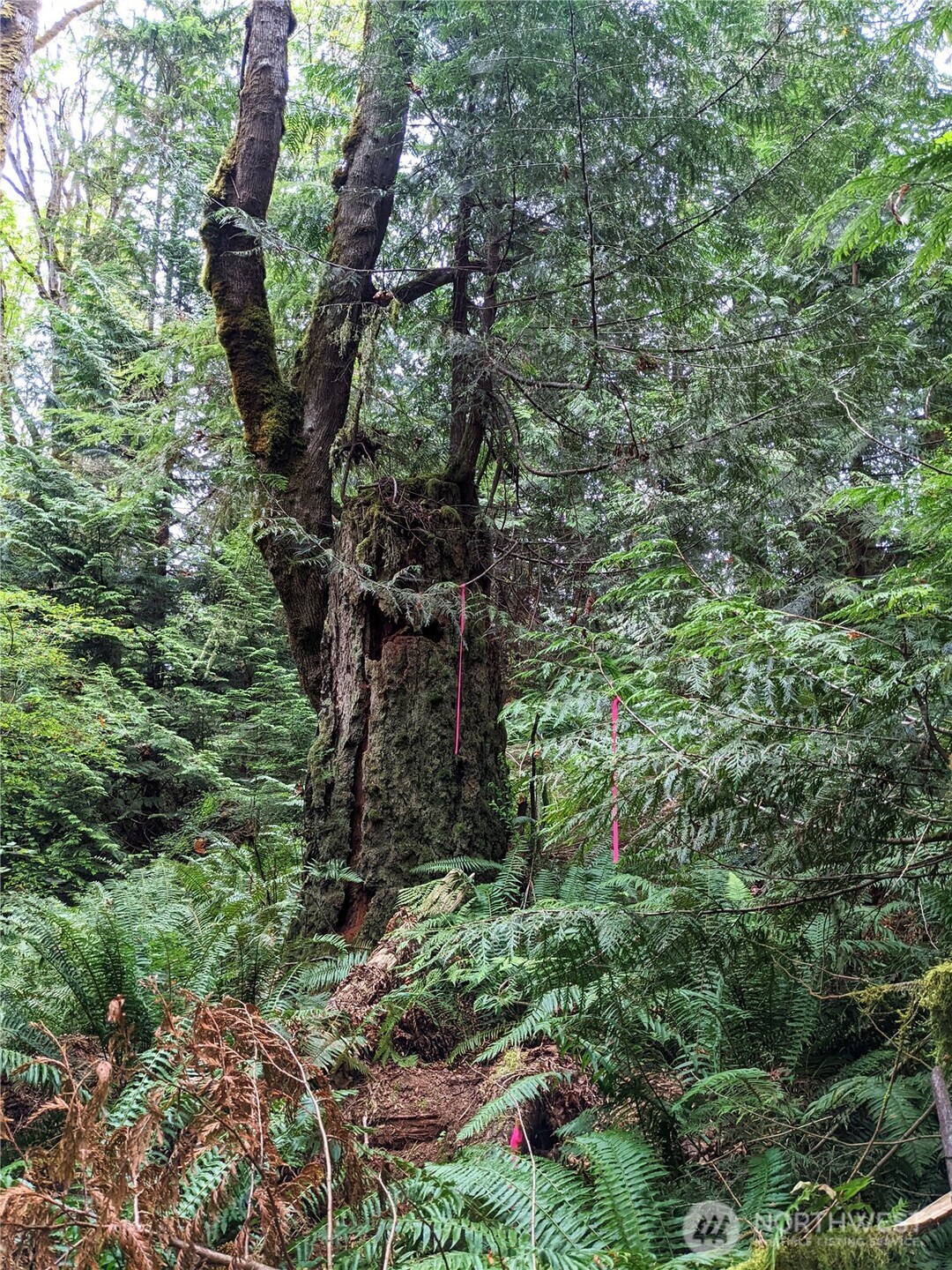 2998 Oak Bay Road Property Photo 13