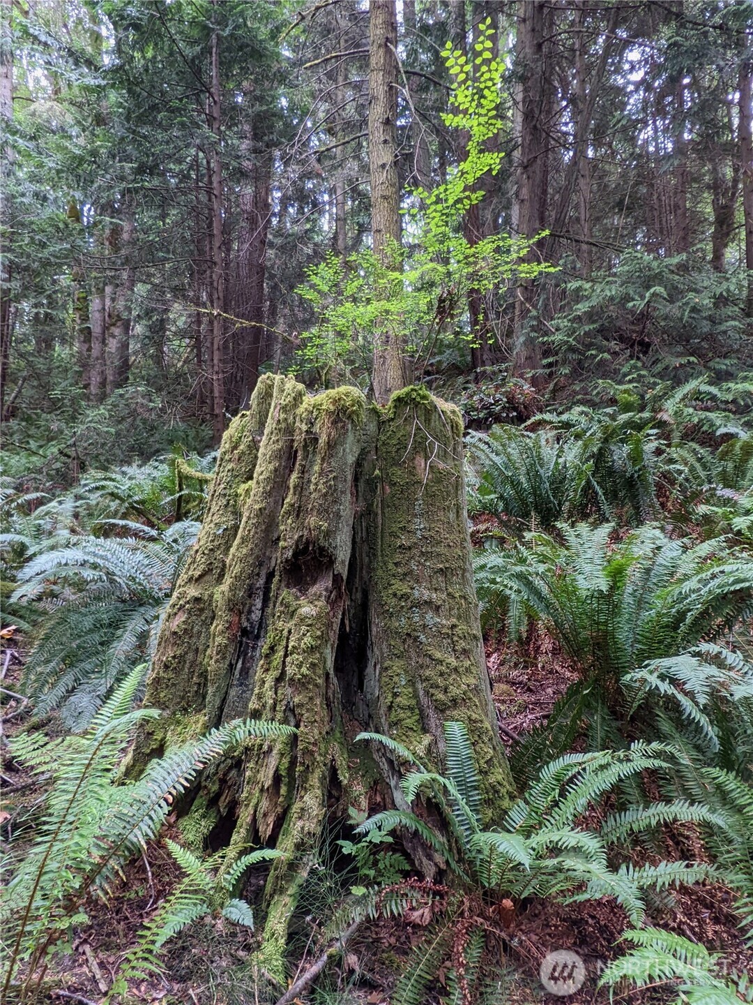 2998 Oak Bay Road Property Photo 15