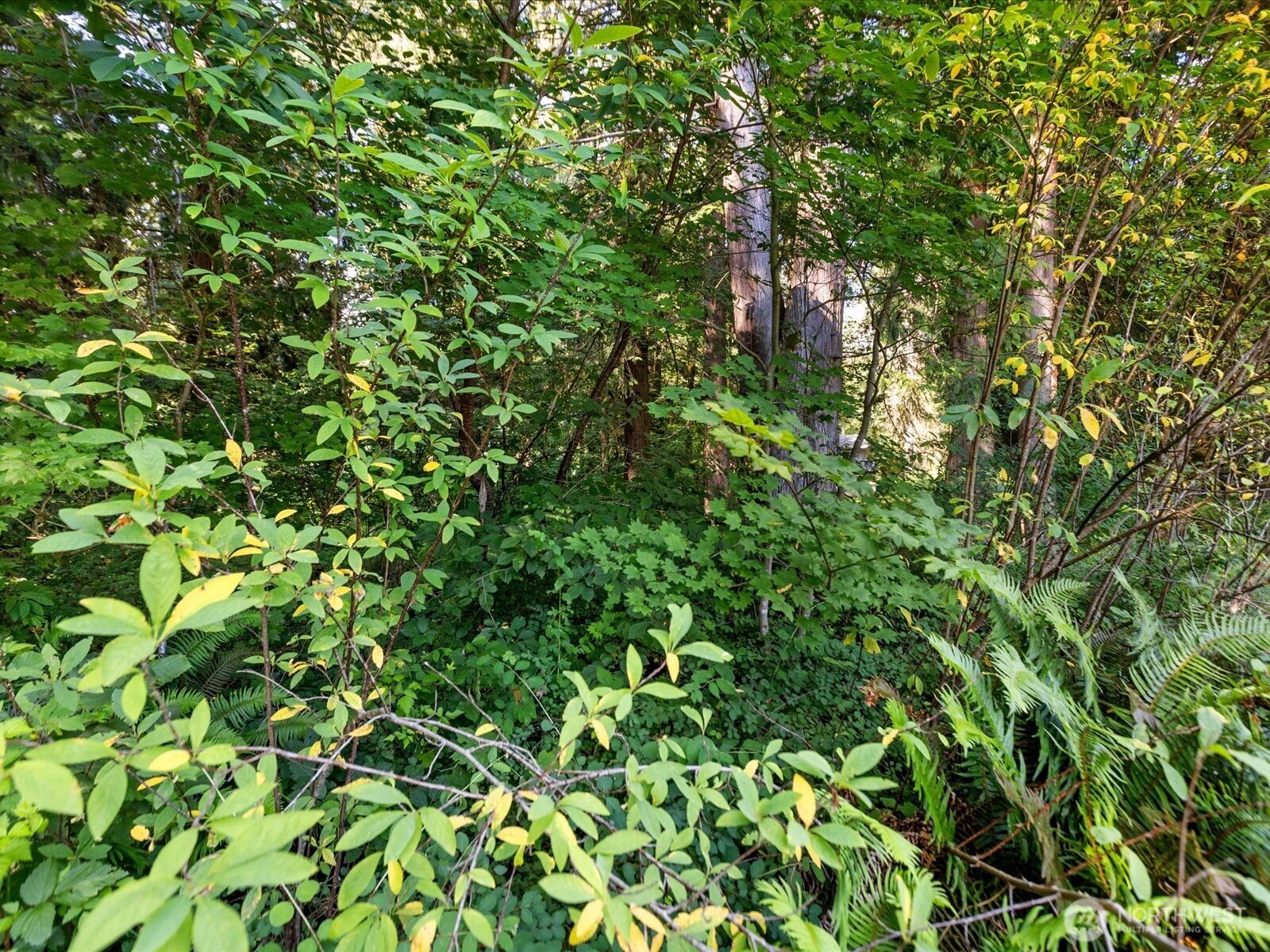 16918 117th Place Property Photo 6