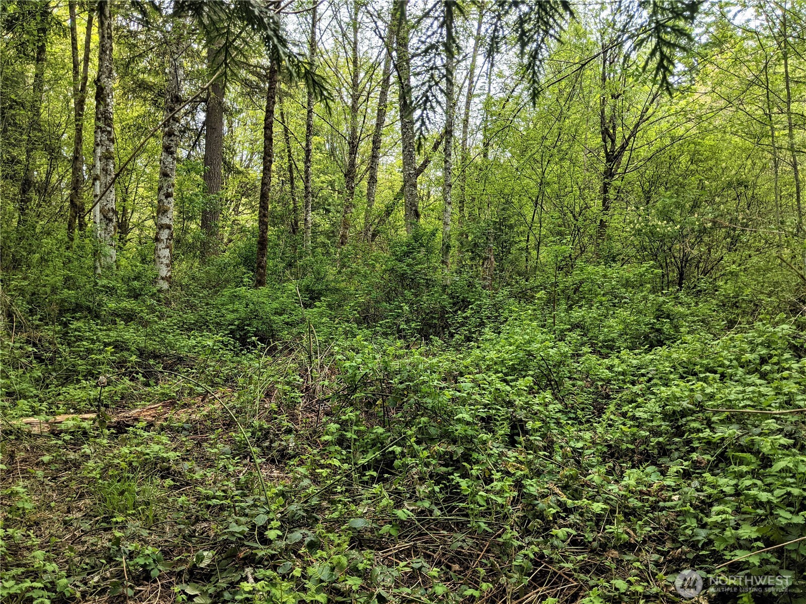 3 Lot Maple Tree Lane Property Photo 4
