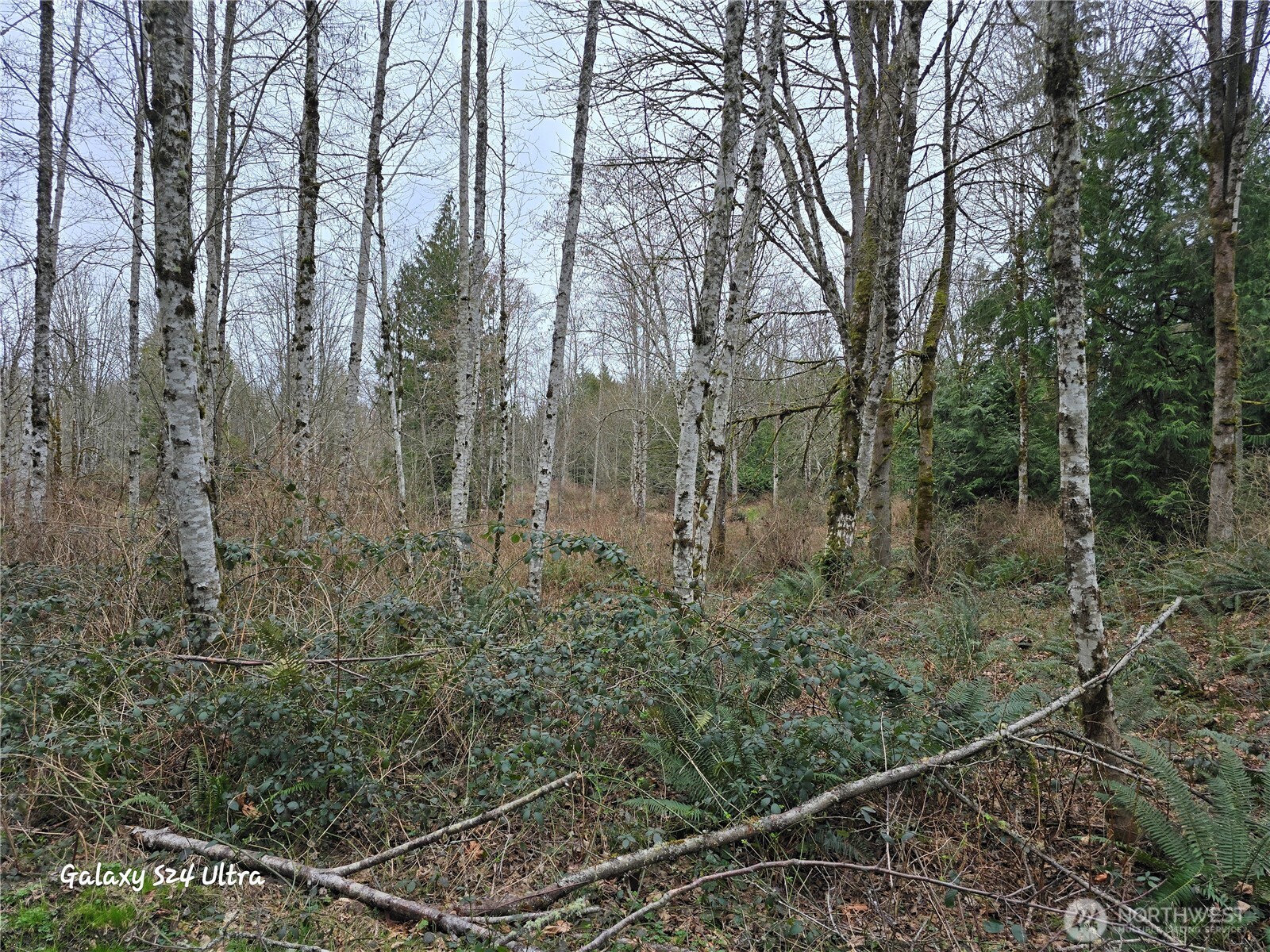 0 Morning Dove Lane Property Photo 4