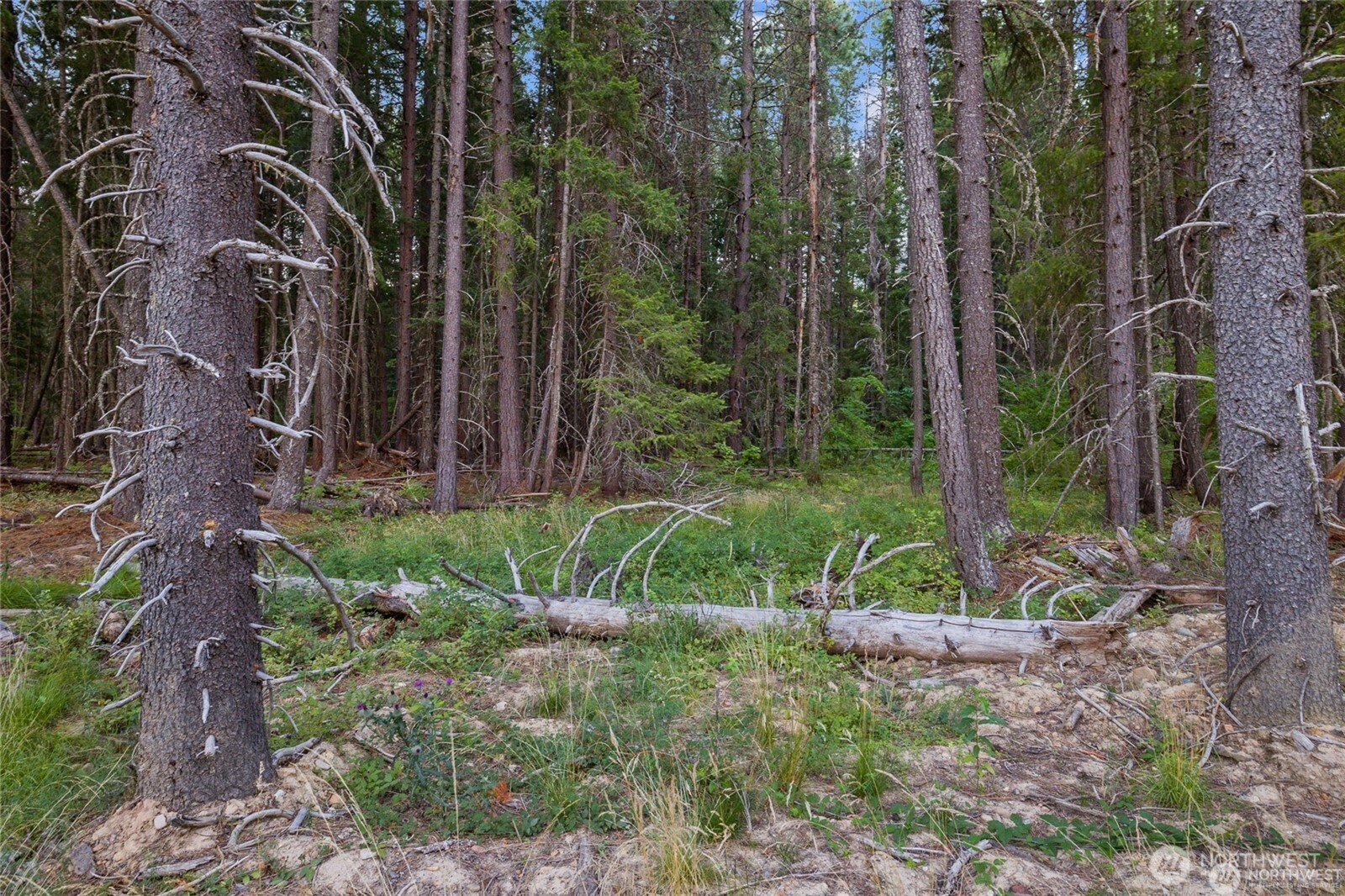 5 Tumble Creek Drive Property Photo 8