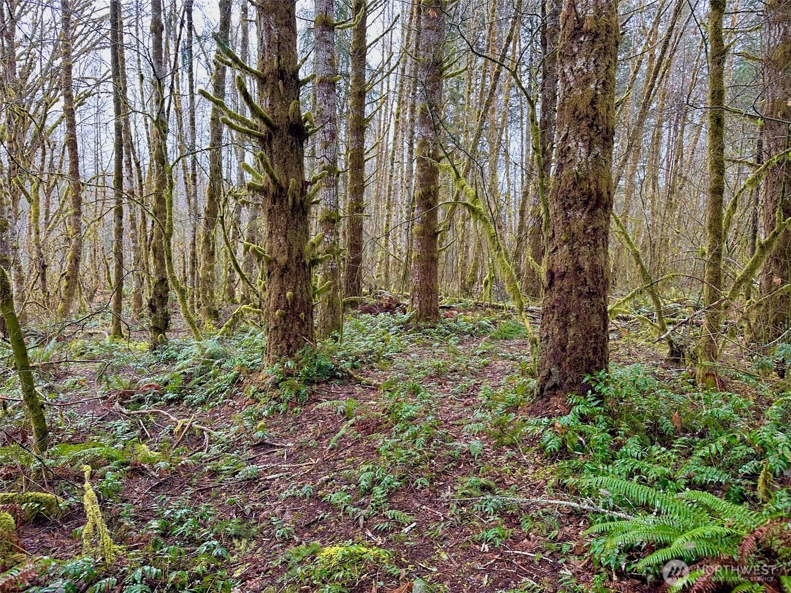0 Xxx Ne Tahuya River Drive Property Photo