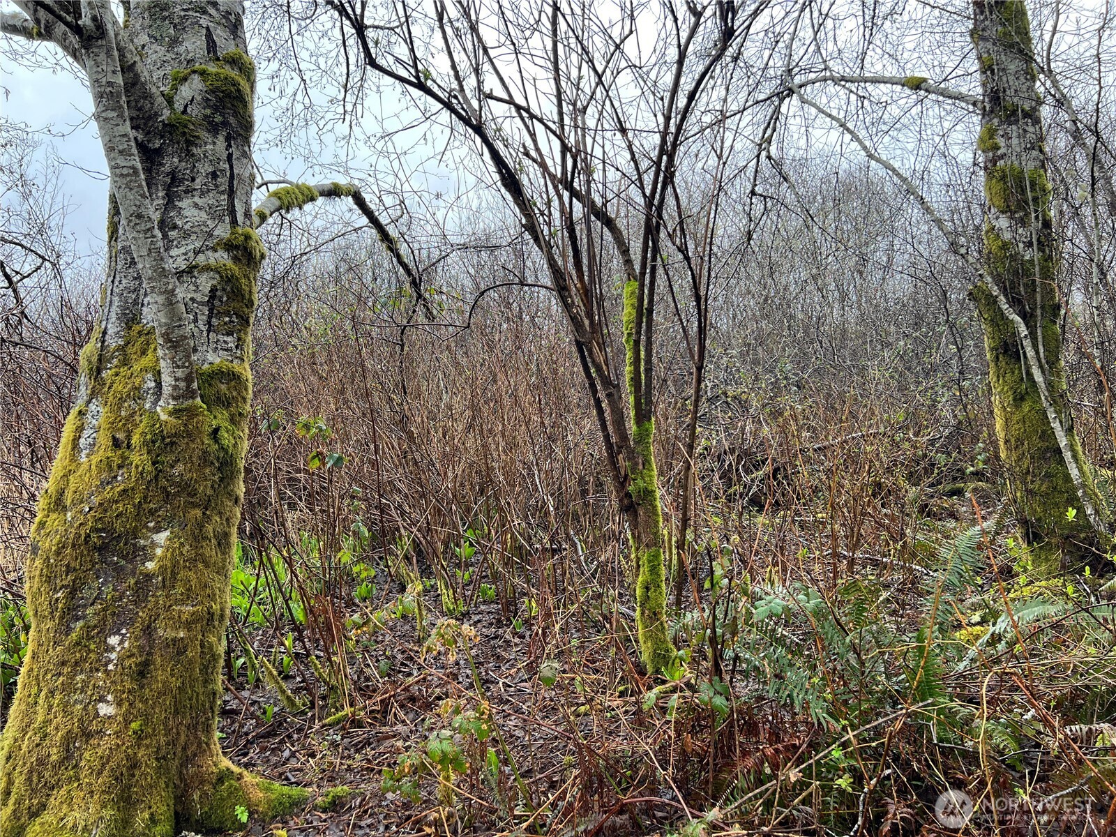 0 X Willapa Road Property Photo 7