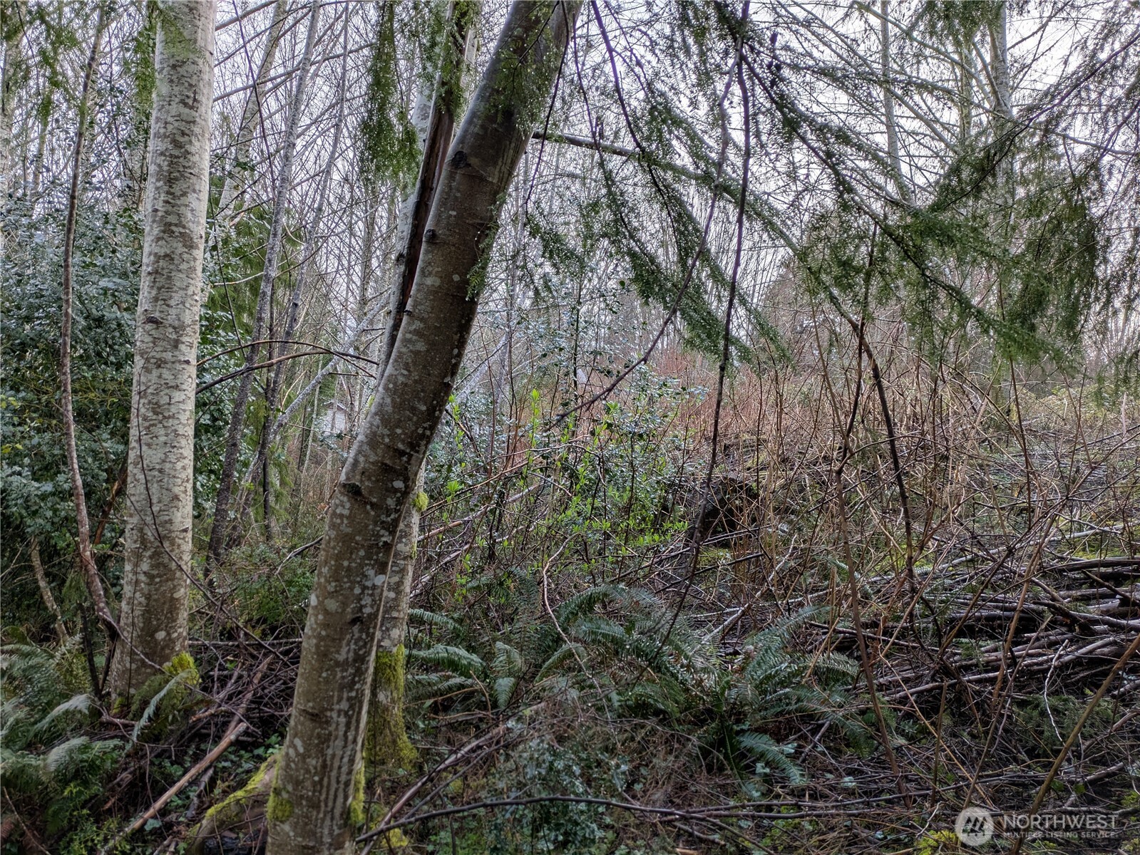 1631 Olympic Street Property Photo 6