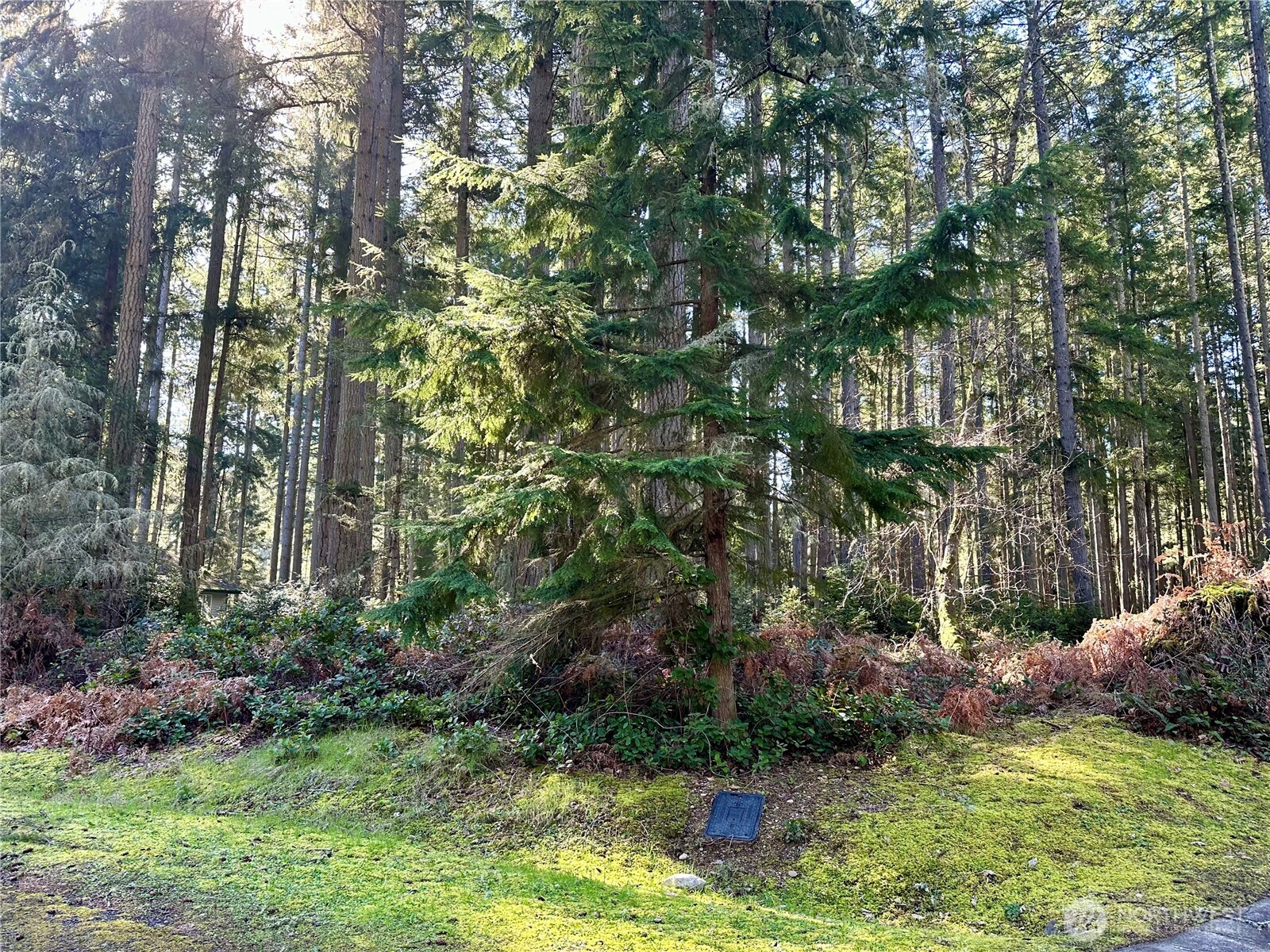 12910 98th Street Property Photo 5