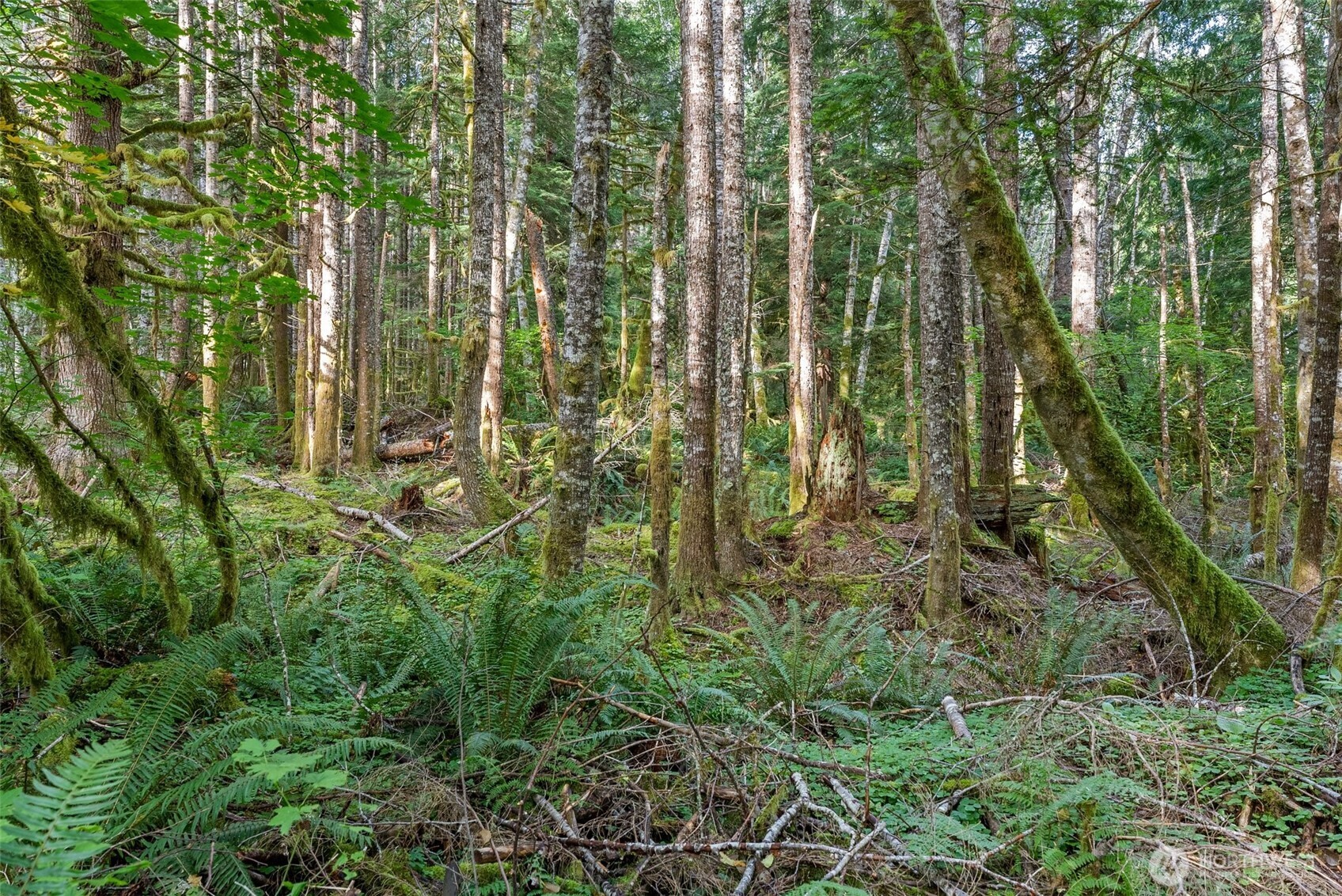 1 Skate Creek Road Property Photo 36