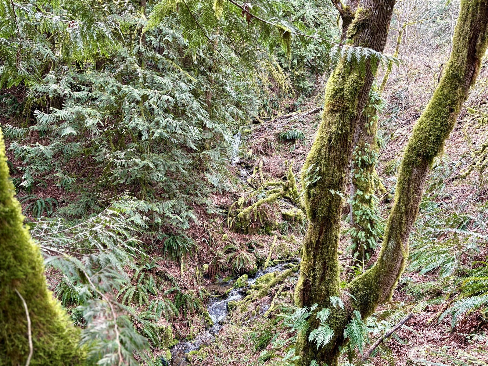 5960 Bell Creek Logging Road Property Photo 14