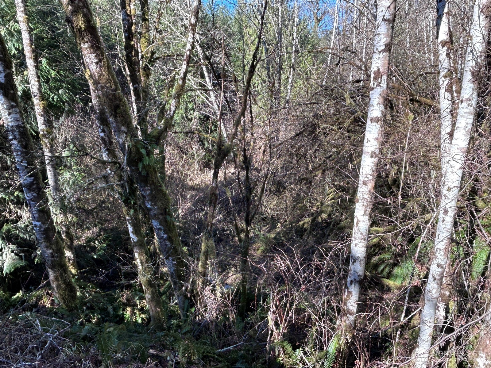 0 Nka Salmon Creek Road Property Photo 11