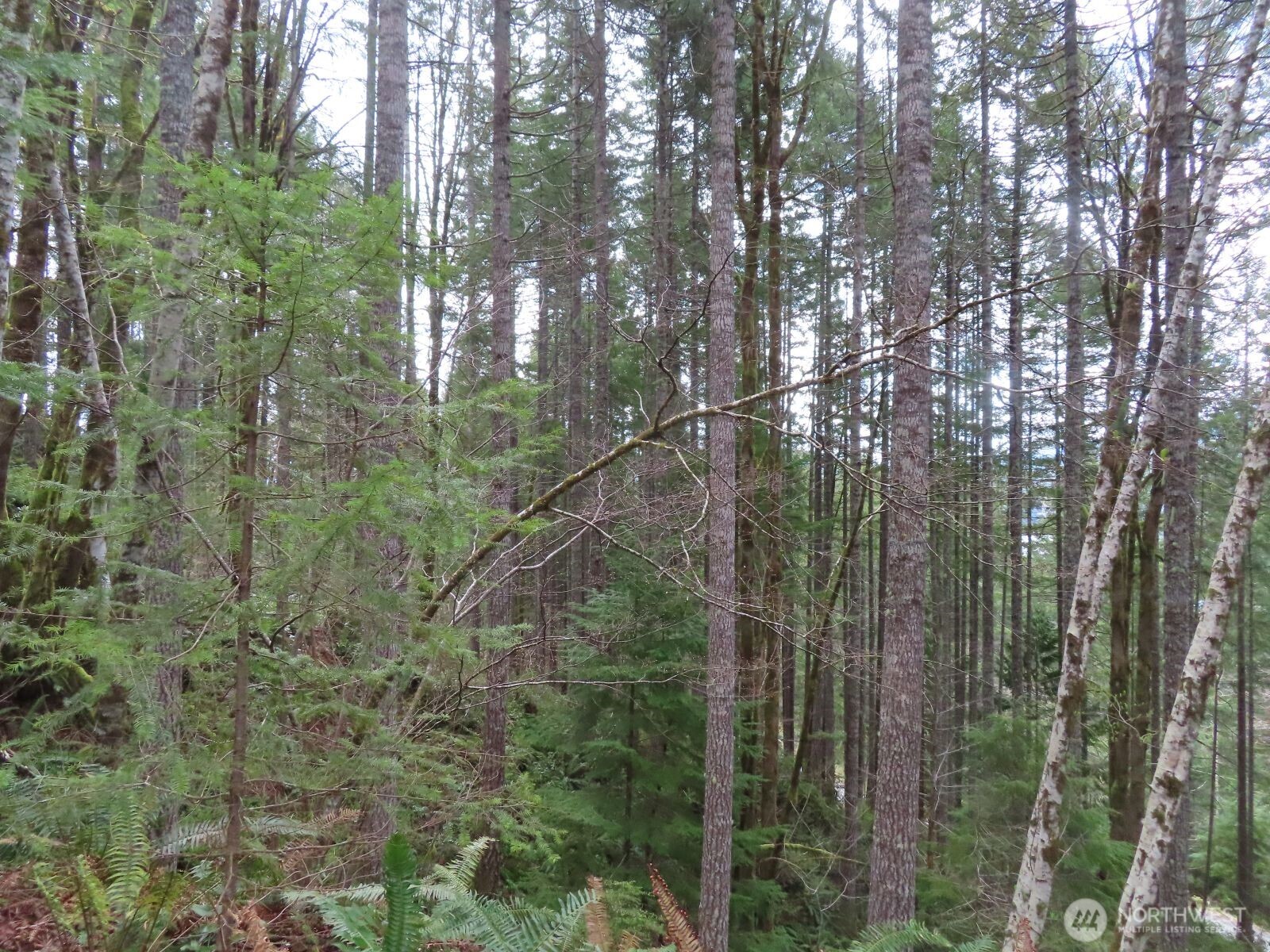 0 Xxx N Lake Cushman Road Property Photo 7