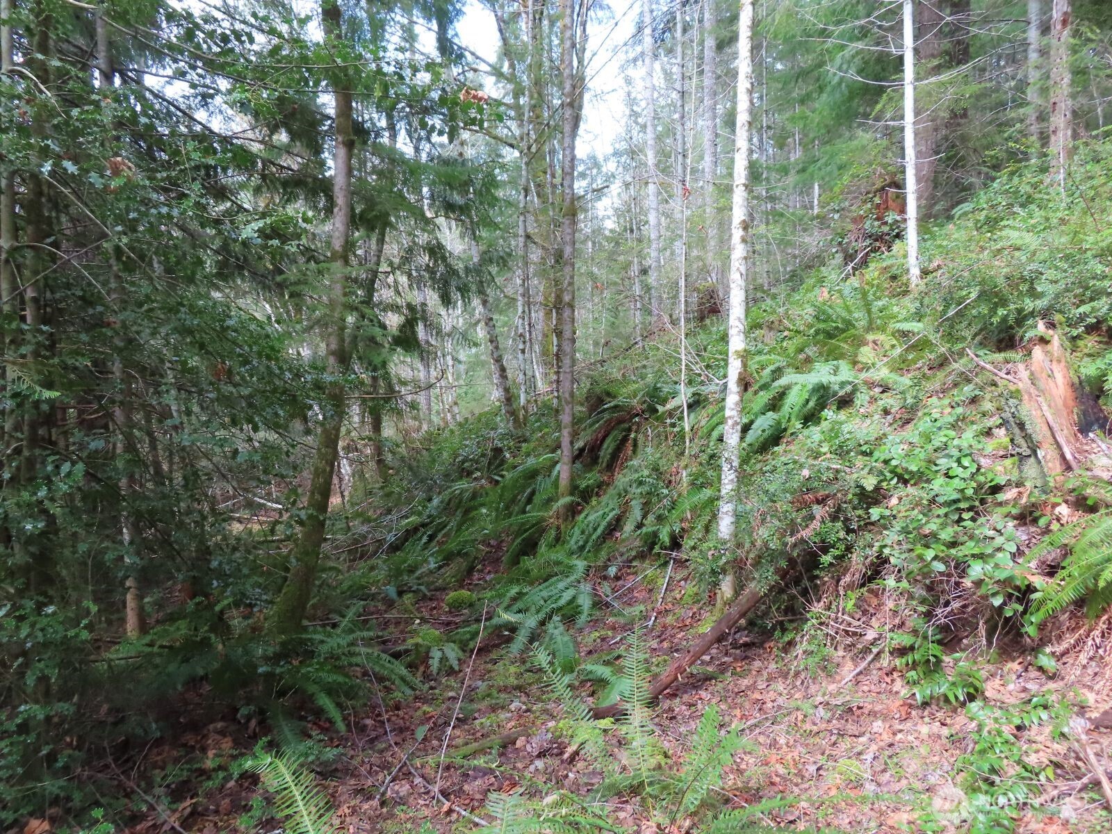0 Xxx N Lake Cushman Road Property Photo 30