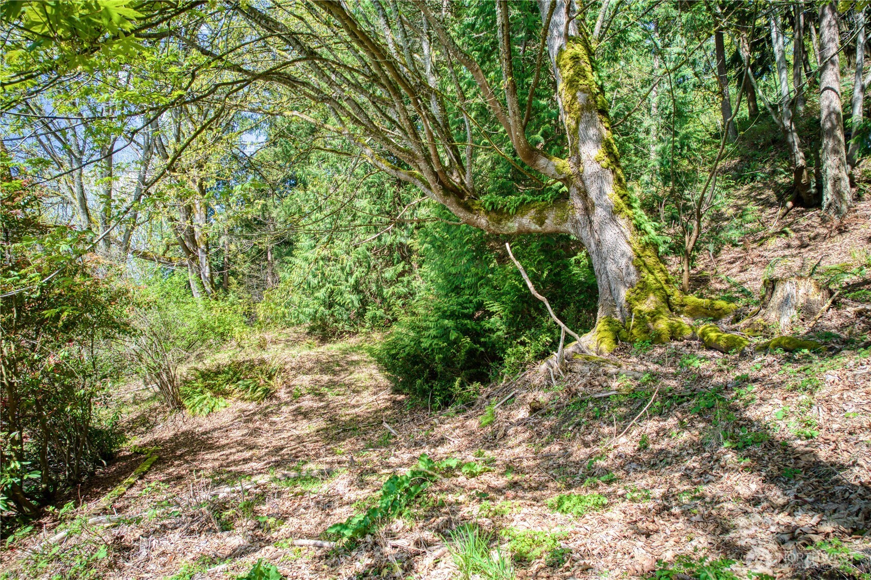 0 E Lake Sammamish Parkway Property Photo 2
