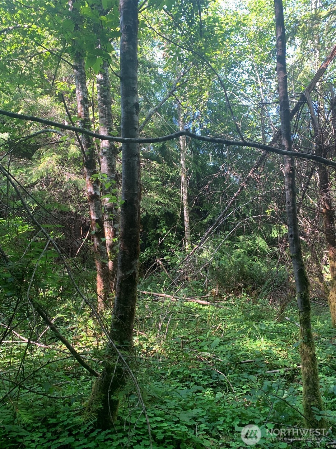 4 Tract Parpala Road Property Photo 9