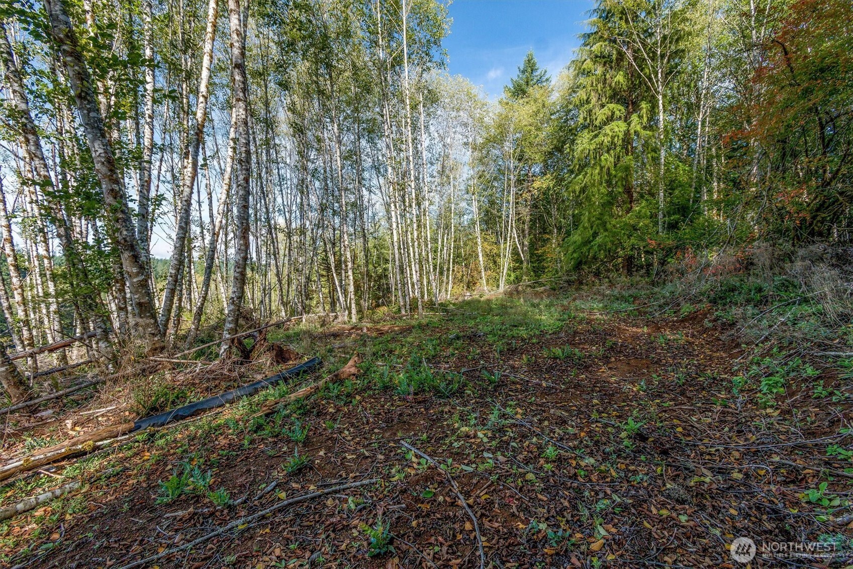 217 Deer Fern Lane Property Photo 2