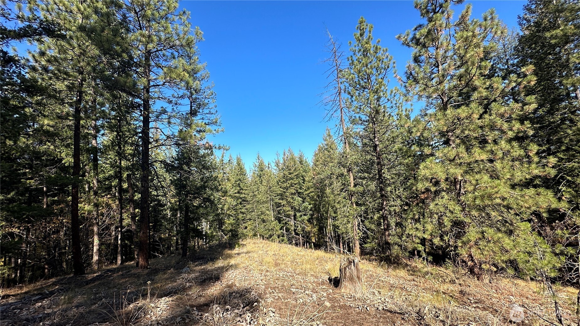 142 Red Pine Court Property Photo 3