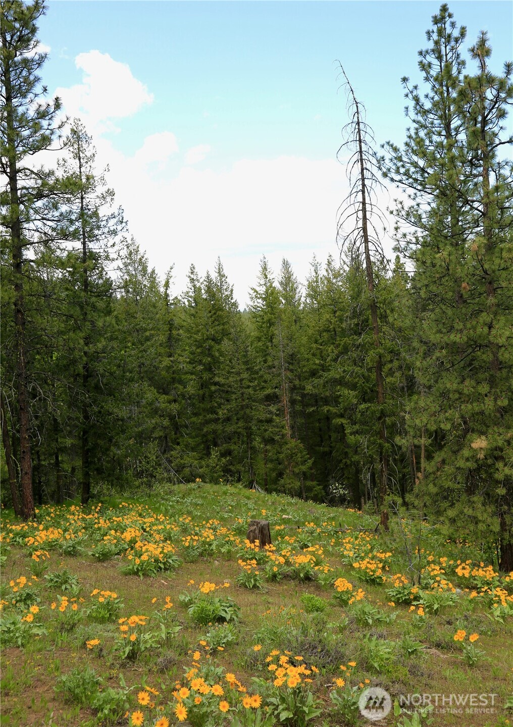 142 Red Pine Court Property Photo 4