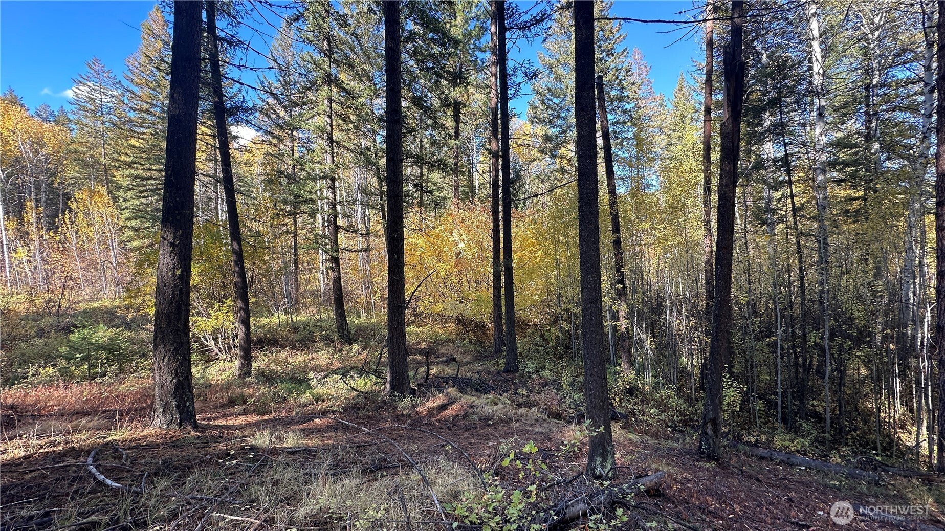 142 Red Pine Court Property Photo 8