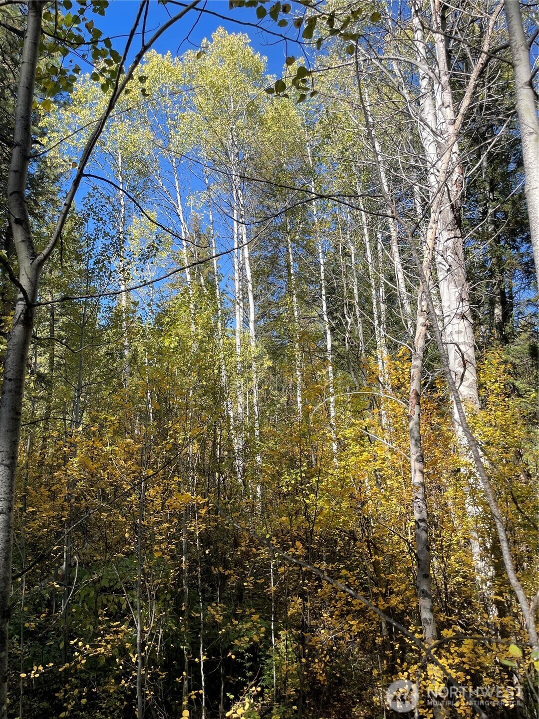 142 Red Pine Court Property Photo 10