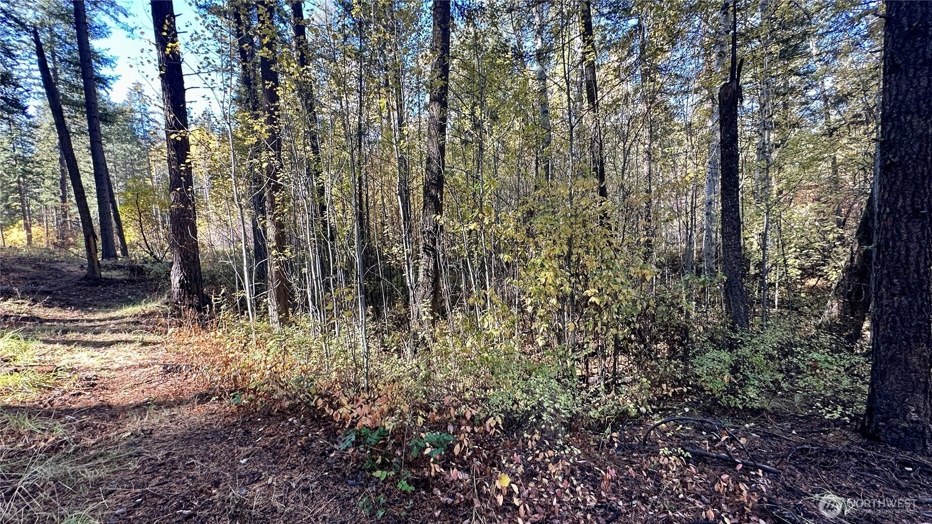 142 Red Pine Court Property Photo 12