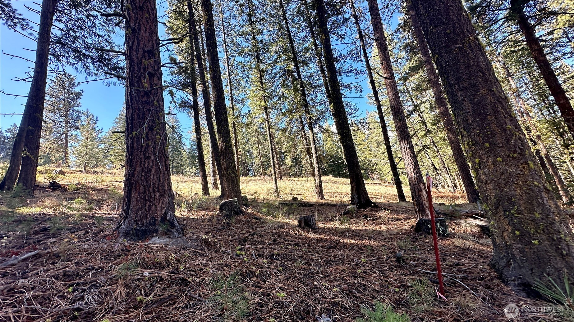 142 Red Pine Court Property Photo 14