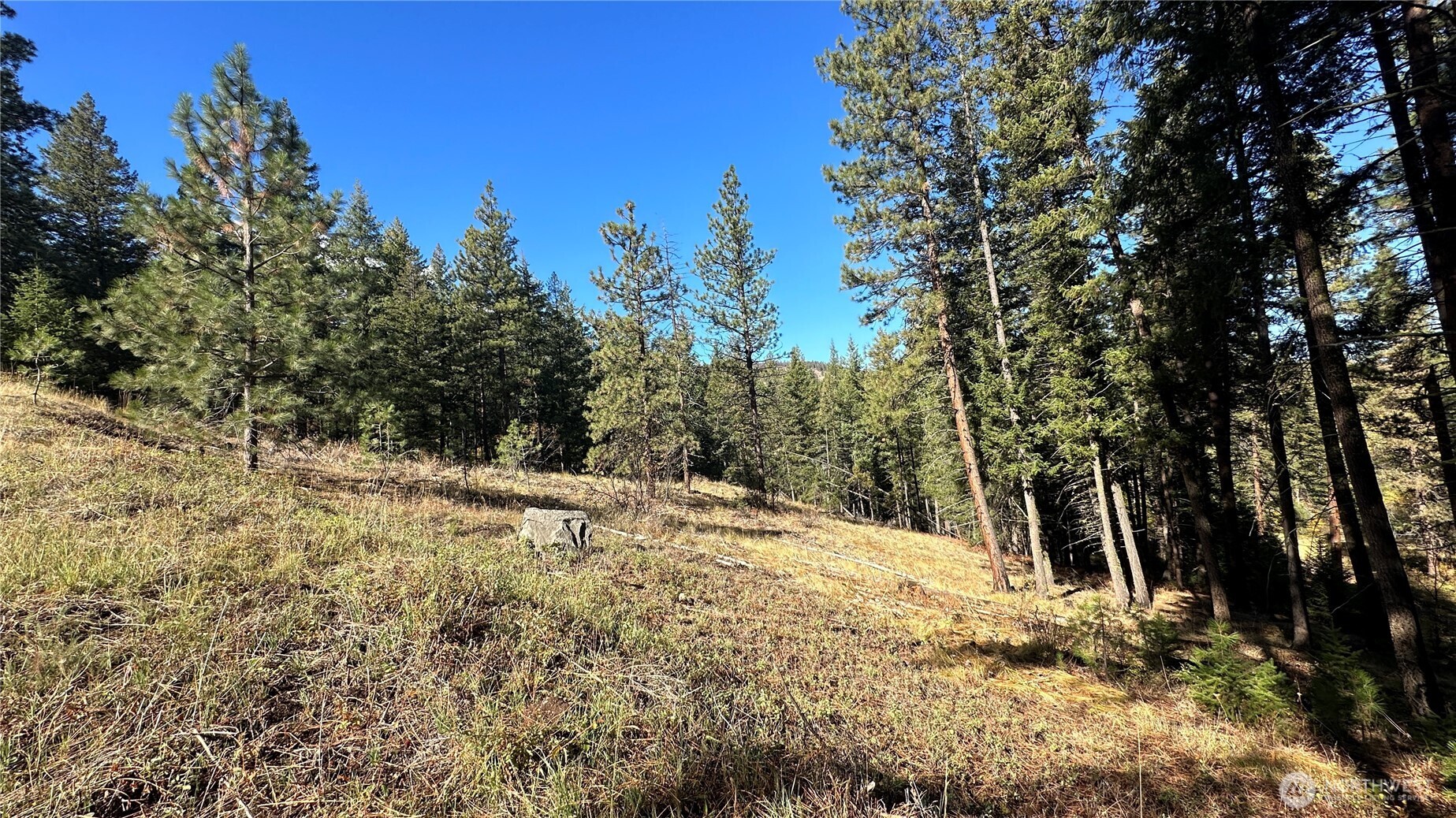 142 Red Pine Court Property Photo 15