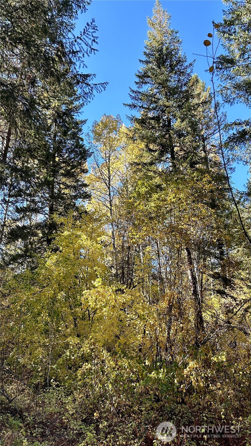 142 Red Pine Court Property Photo 16