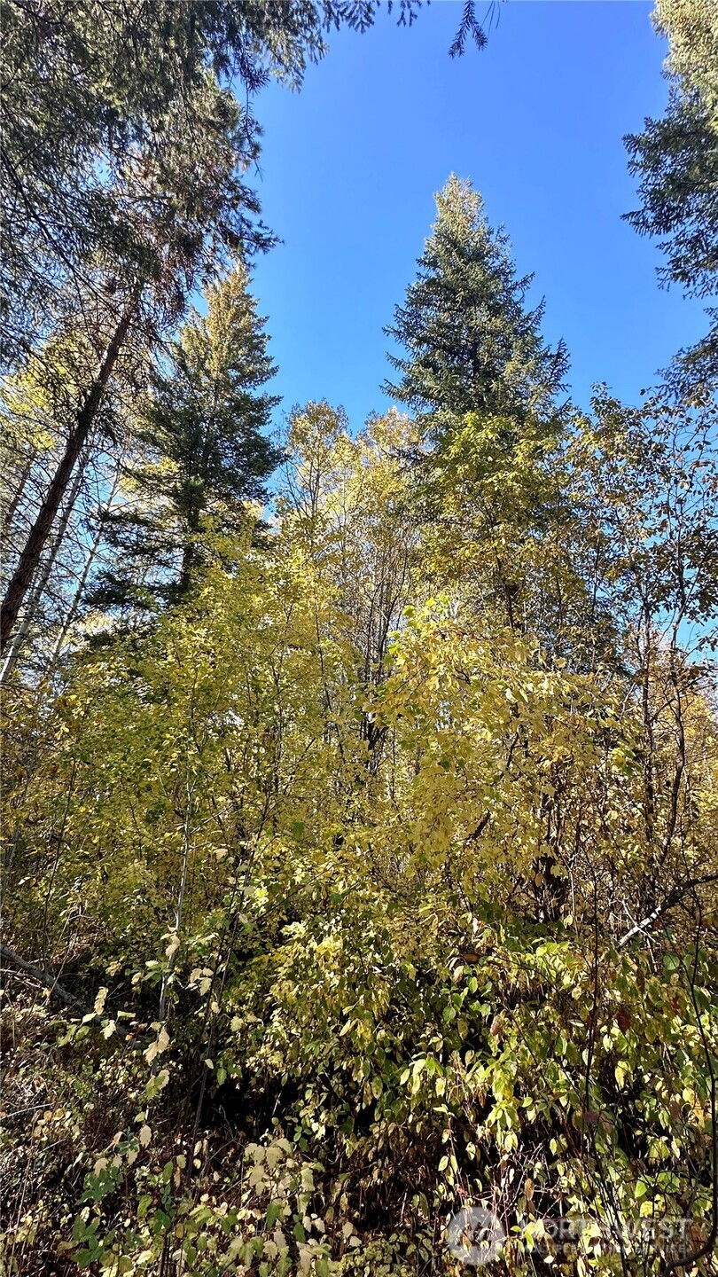 142 Red Pine Court Property Photo 17