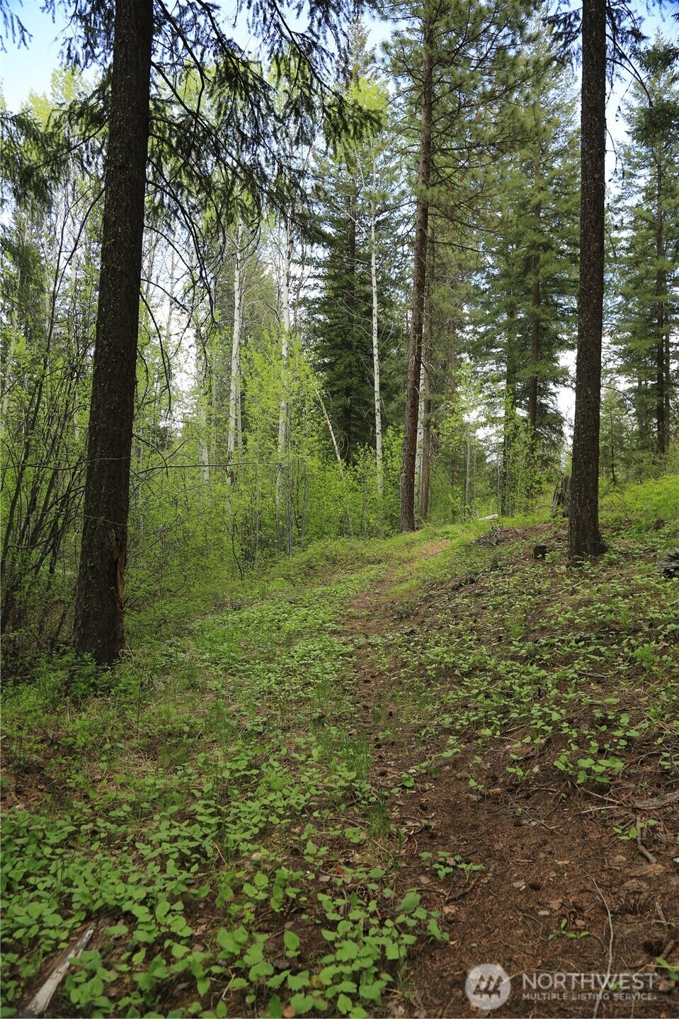 142 Red Pine Court Property Photo 21