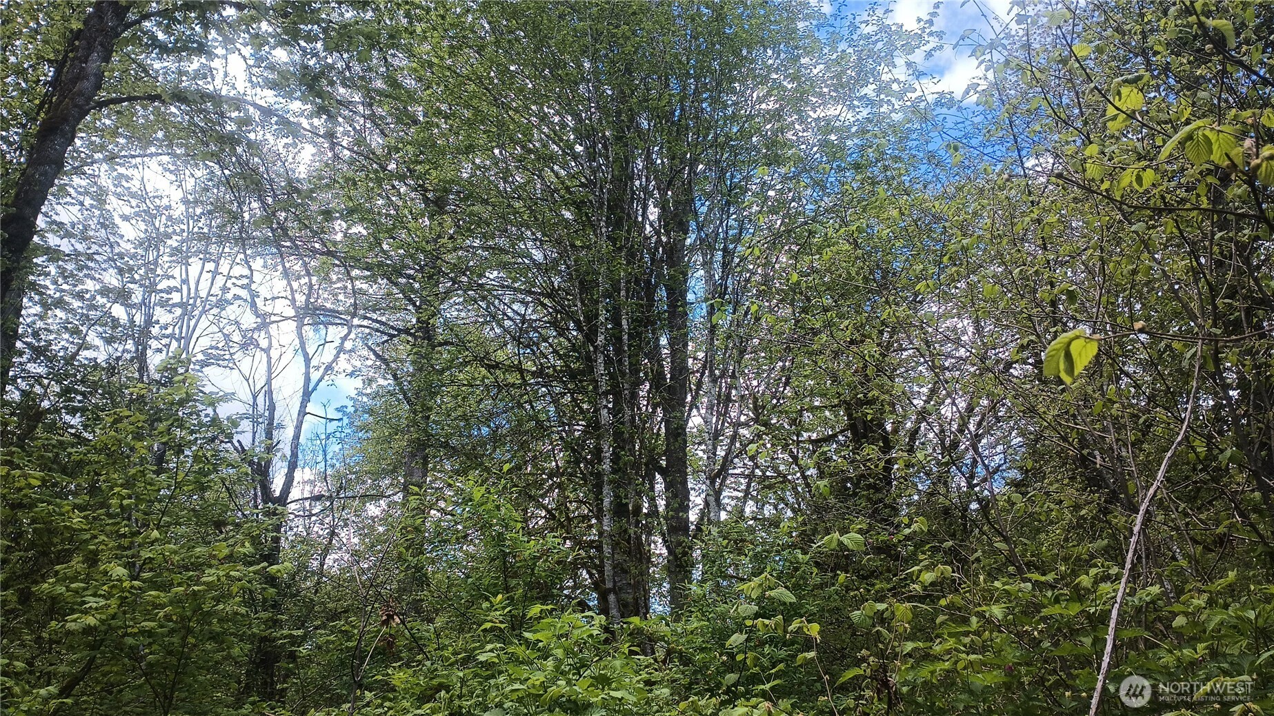 839 Lot 19 Cline Road Property Photo 2