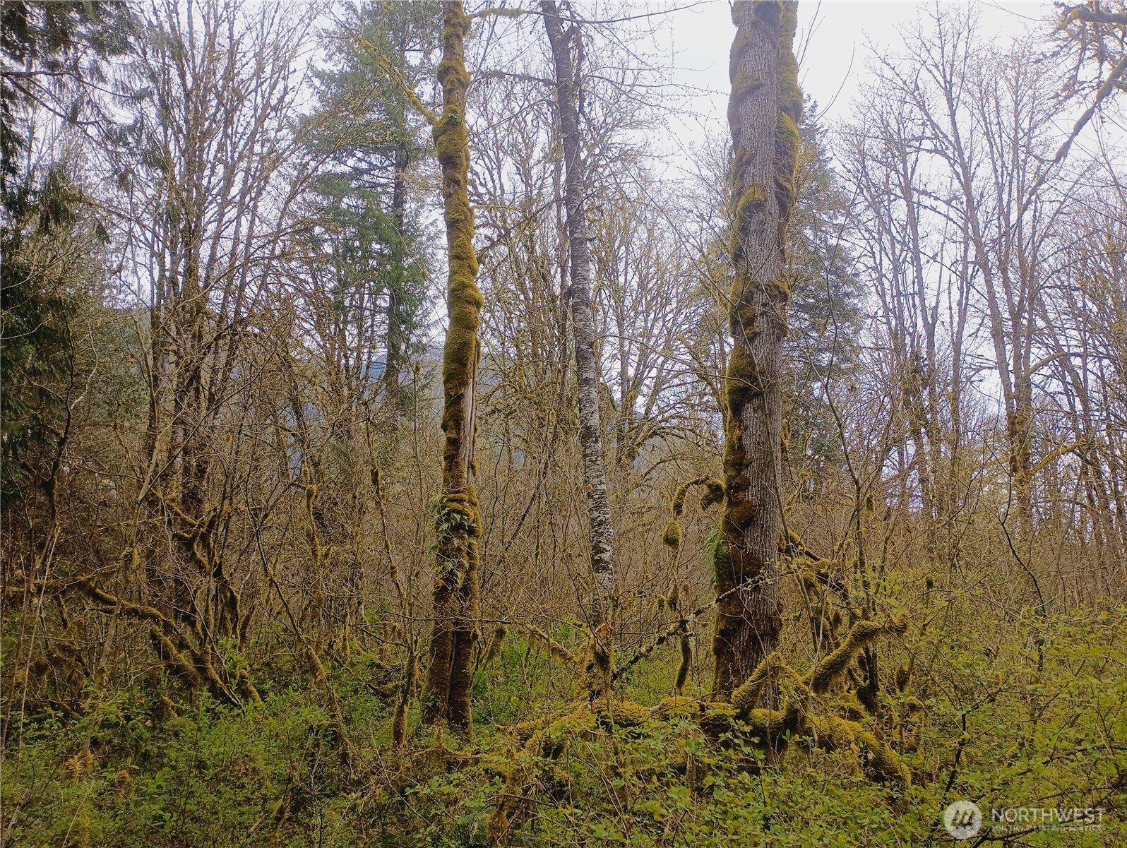 839 Lot 19 Cline Road Property Photo 5